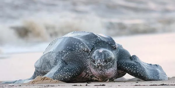 leatherback sea turtle