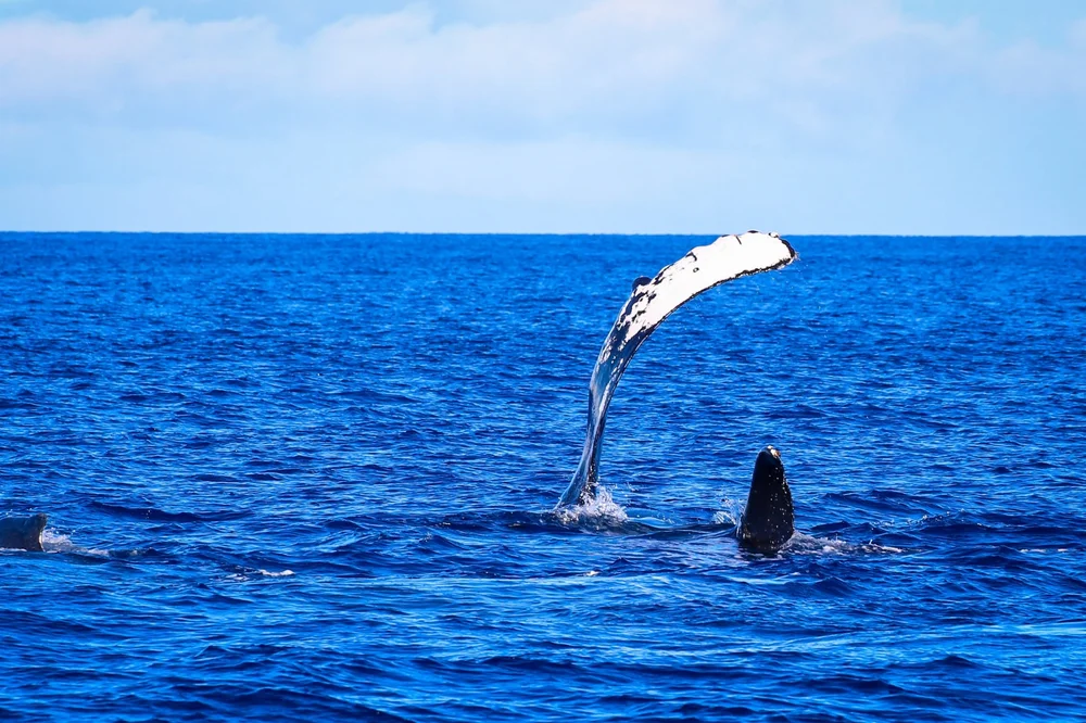 What Is The Best Month To Go Whale Watching In Maui? — TRILOGY CAPTAIN