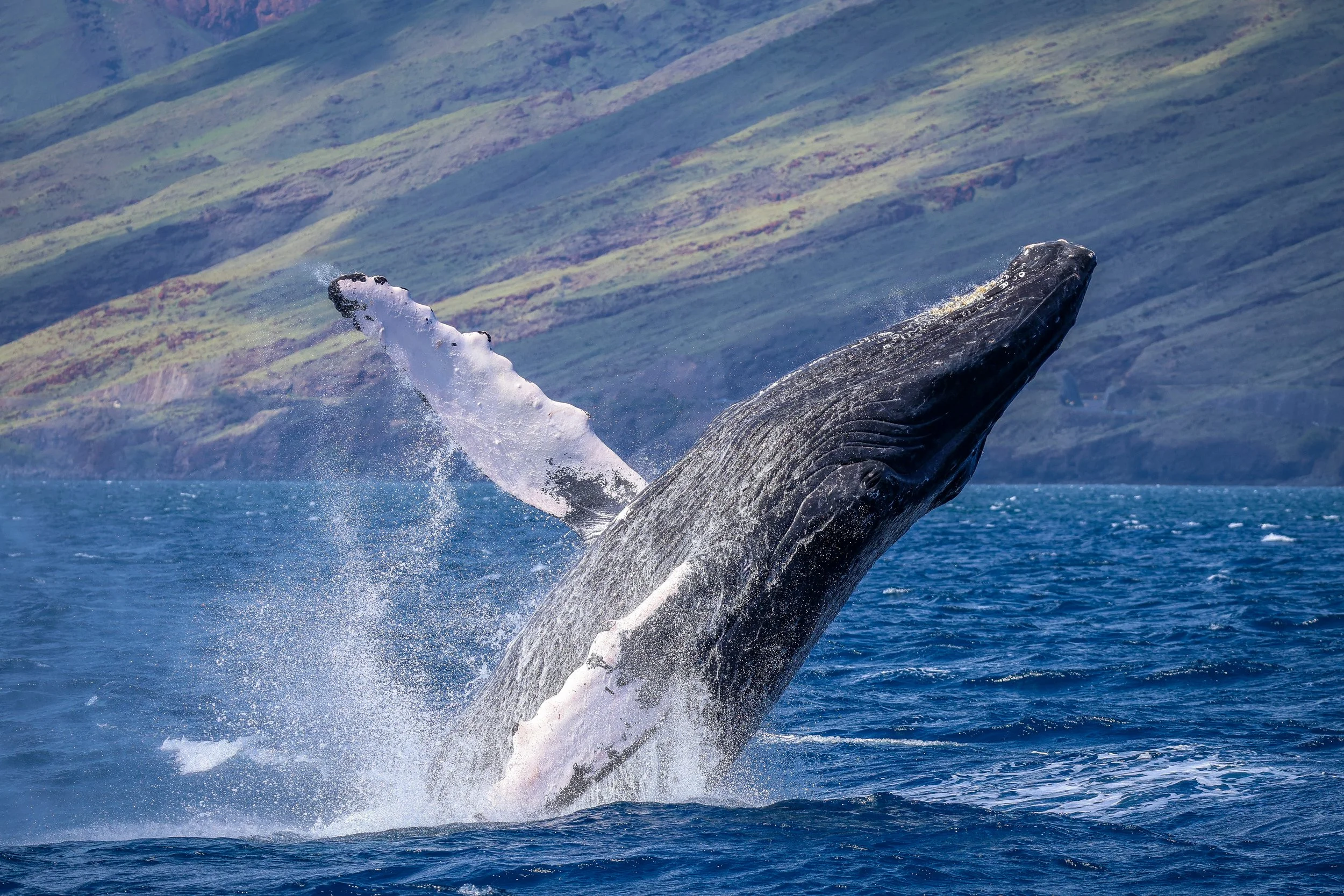 Whale breaching maui