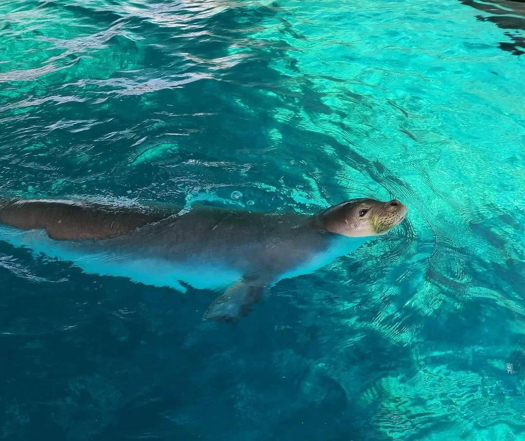 Hawaiian Monk Seal Swimming