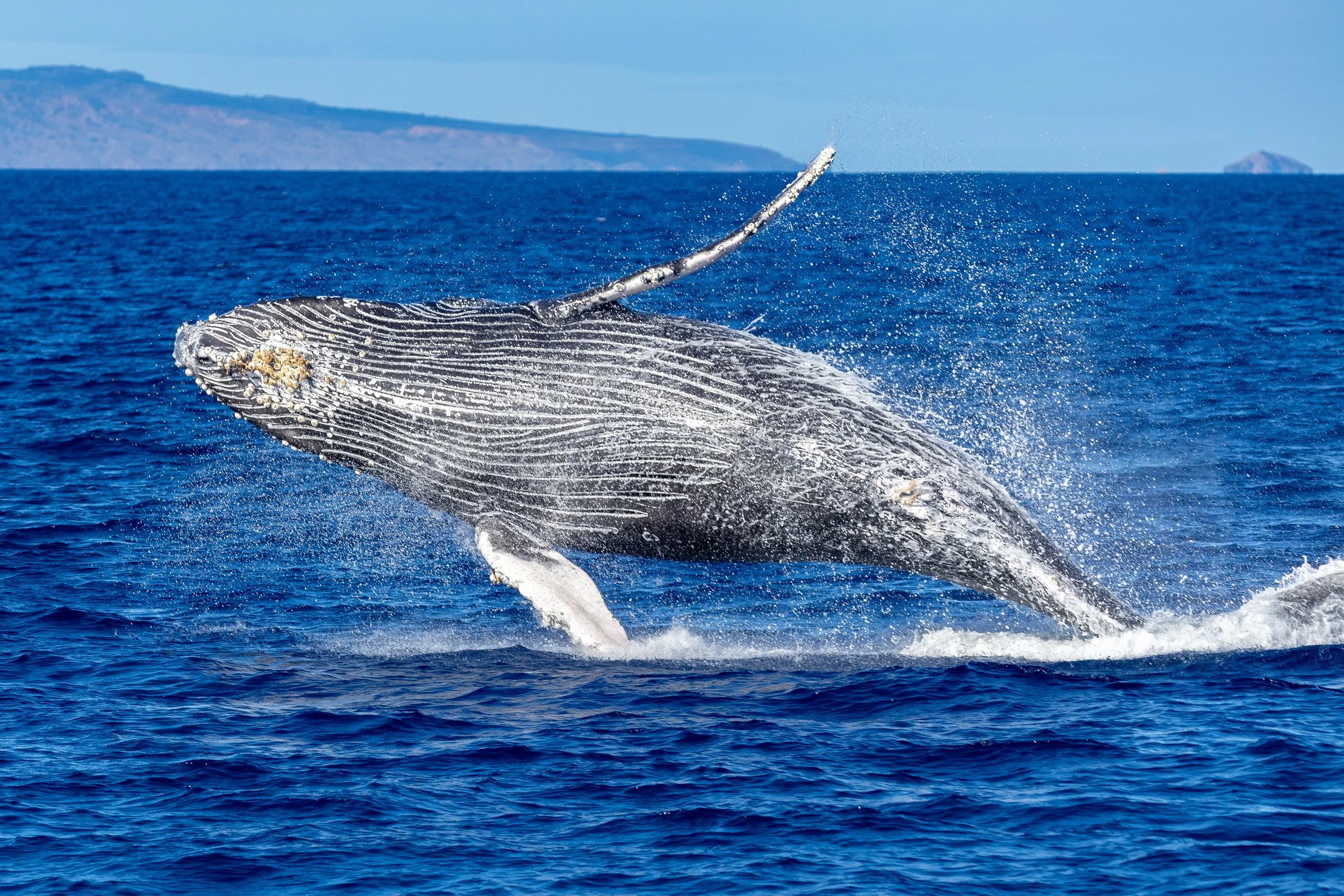 Maui Humpback Whale Calf