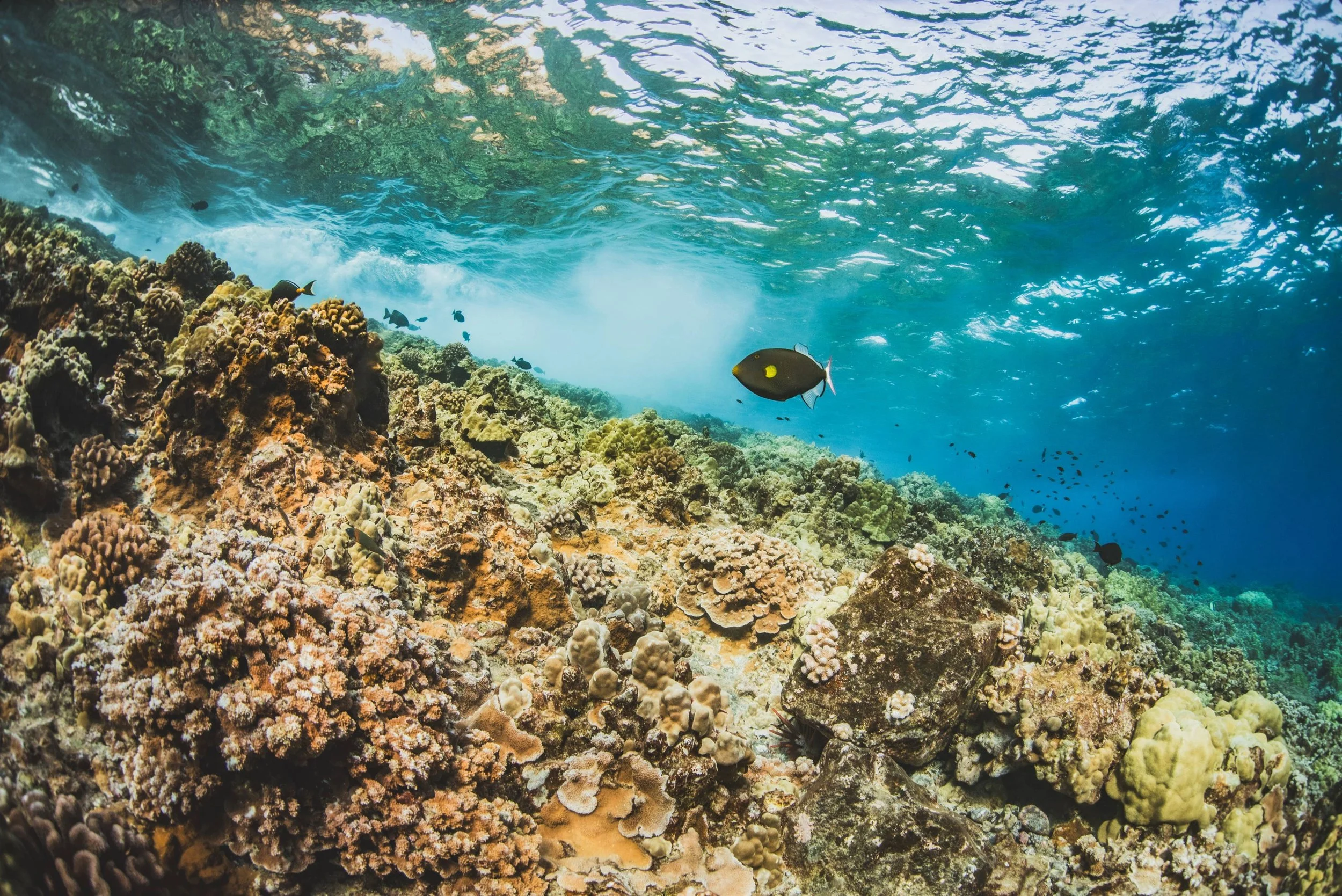 Snorkeling Molokini Crater