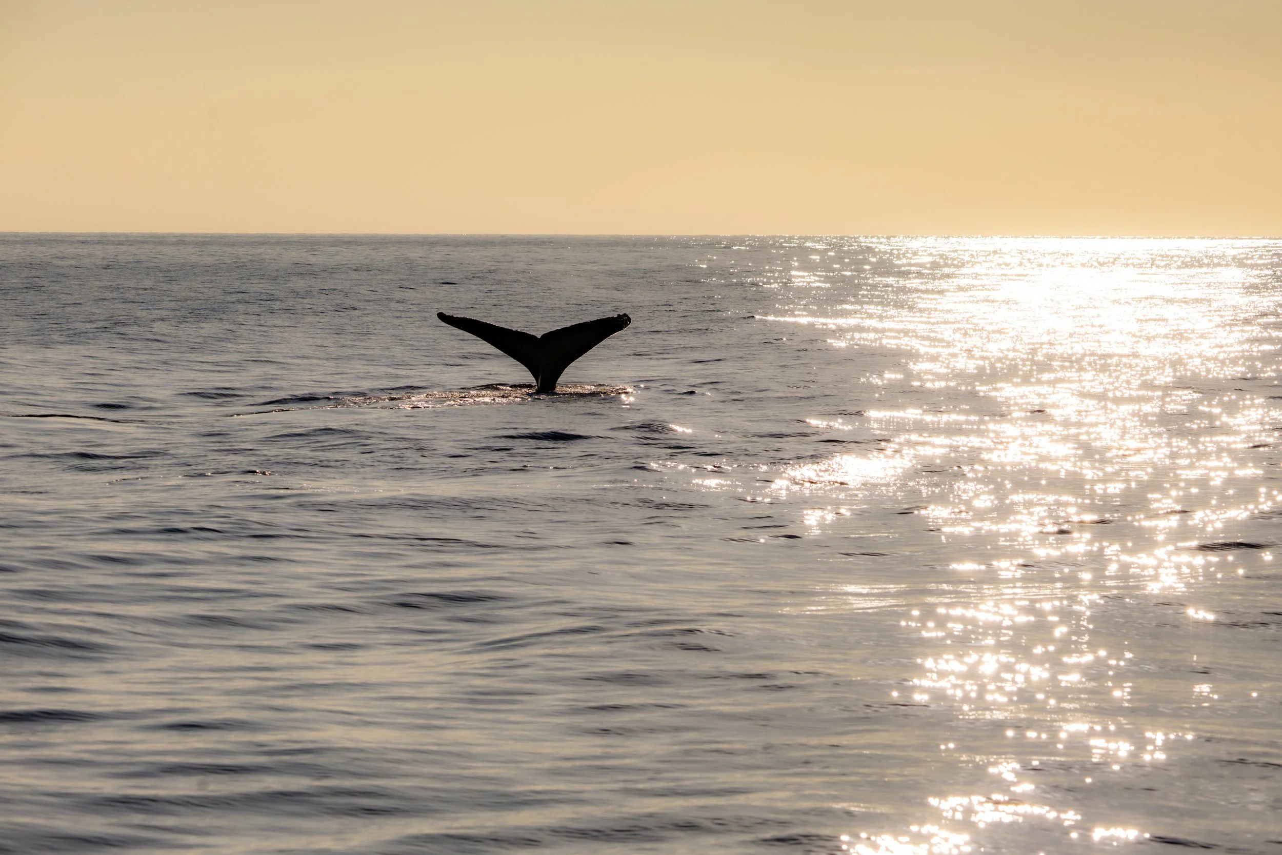 Whale Watching Golden Hour