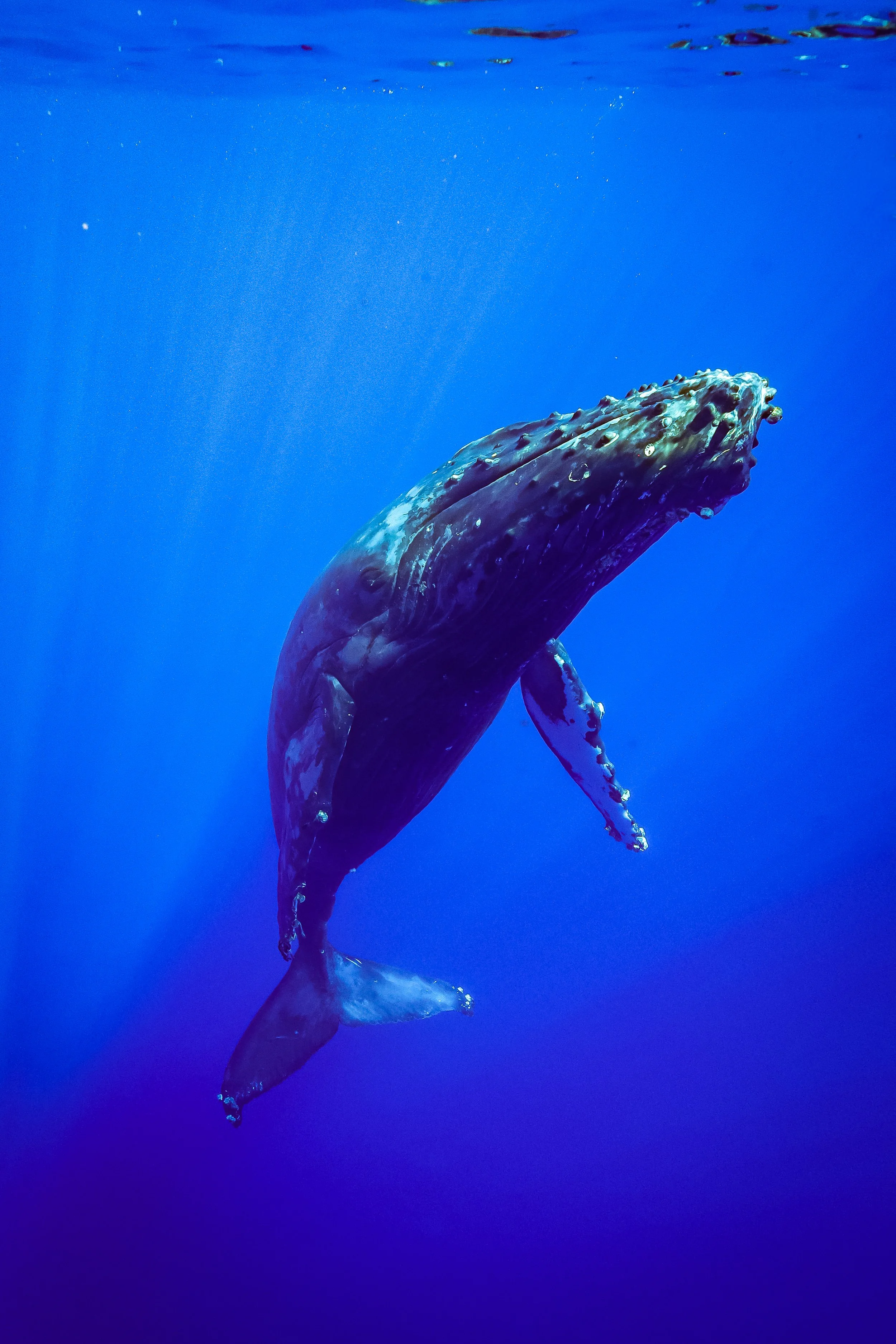 Whale Watching 101: Why Every Whale Encounter is Different — TRILOGY ...