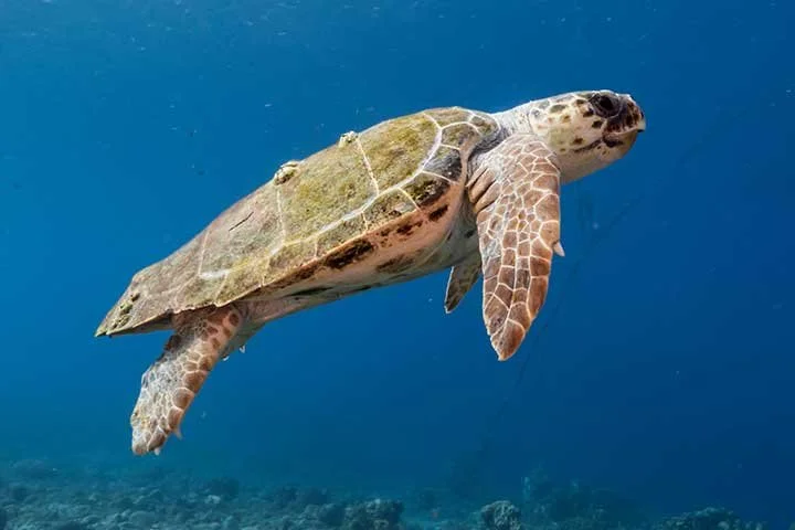 loggerhead sea turtle conservation