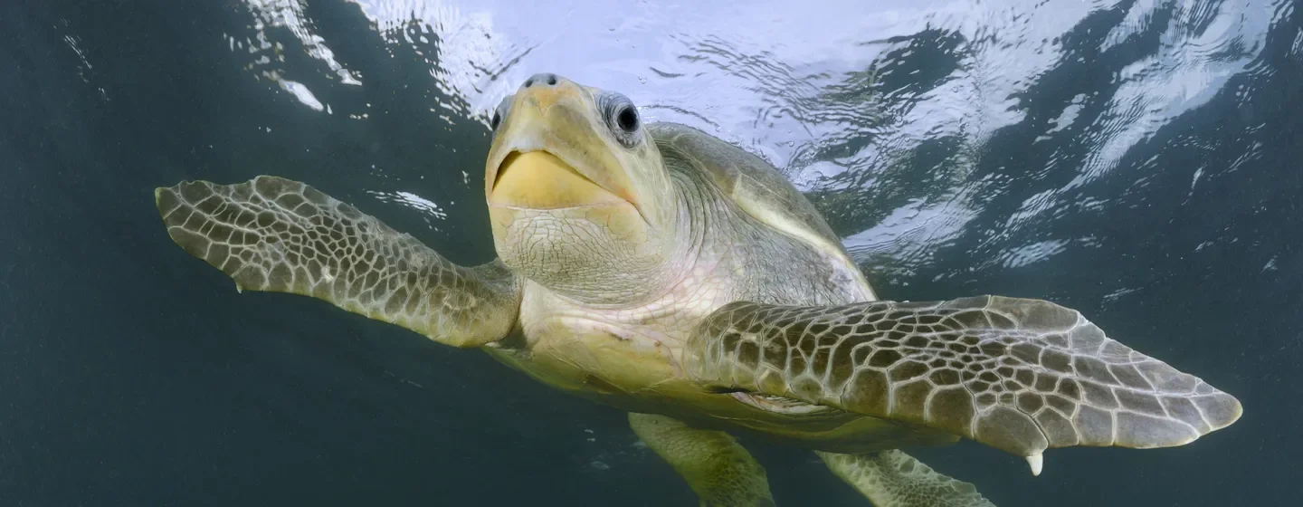 olive ridley sea turtle swimming