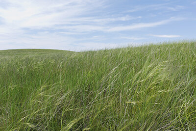 paul-turounet-wounded-knee-south-dakota-grass.jpg