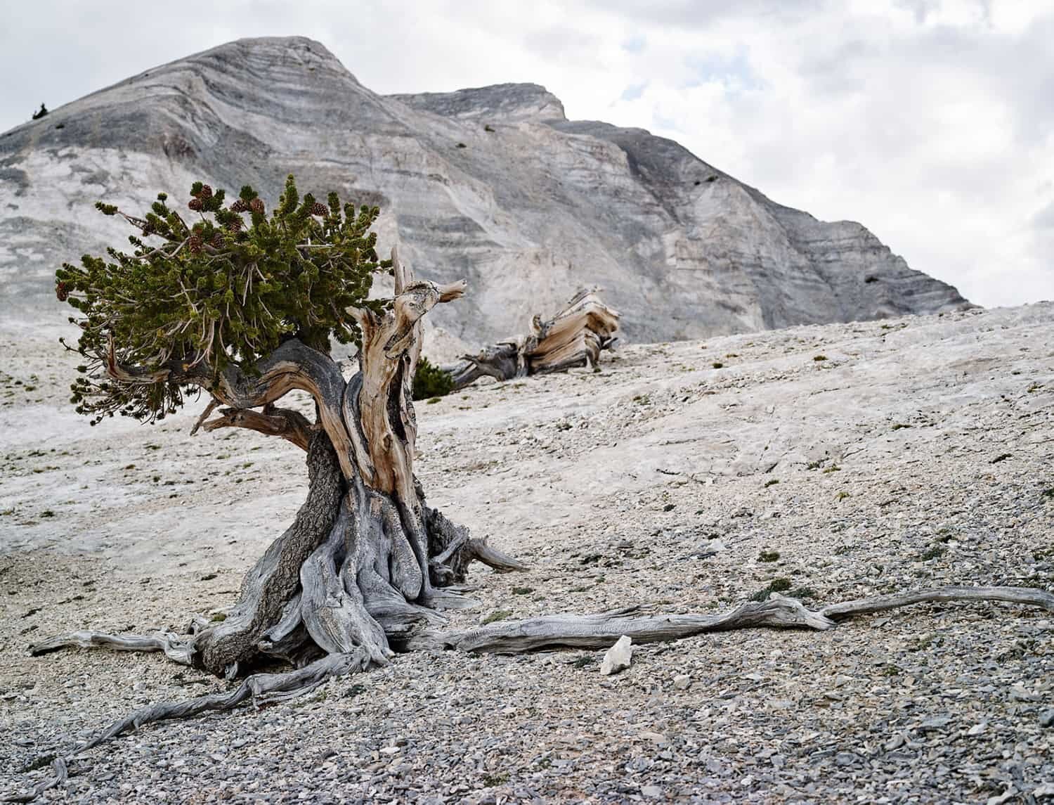 Ian van Coller, "Bristlecone Pine"