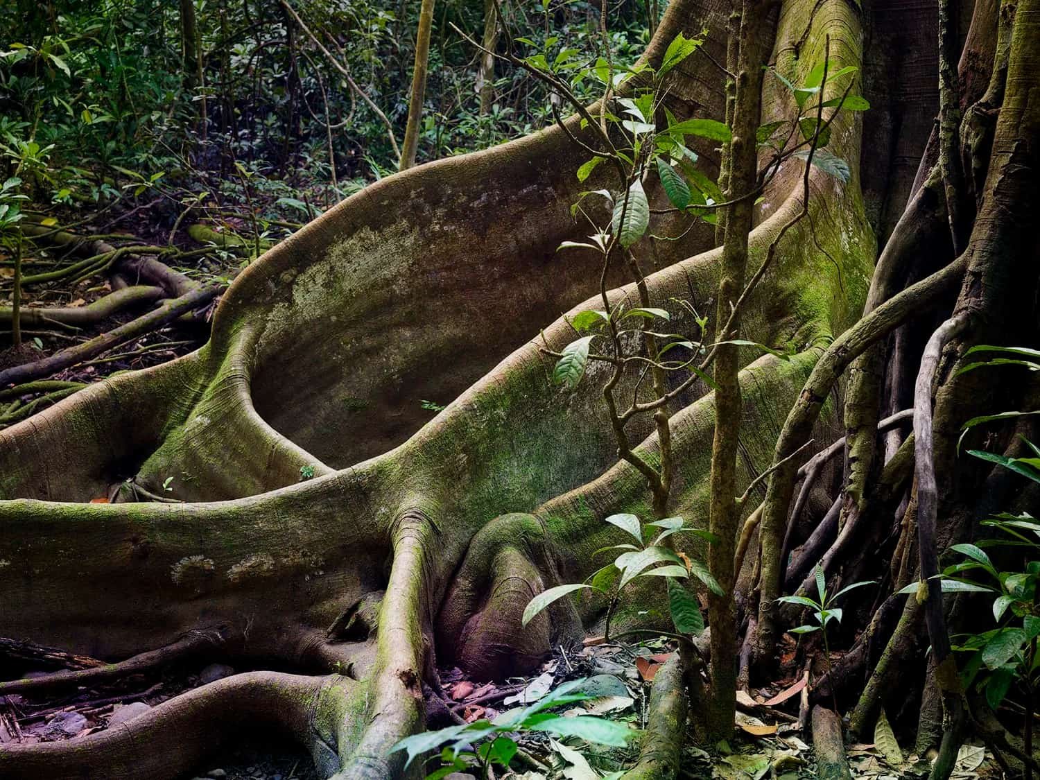 Carara, Costa Rica, 2025