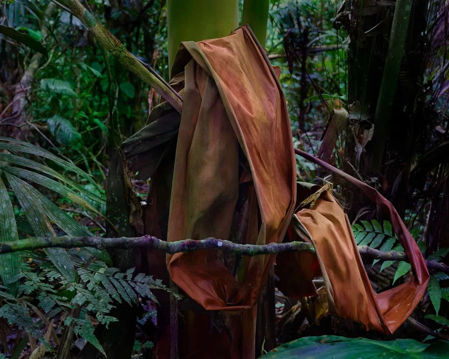 Ian Van Coller, Yachana, Ecuador, 2025