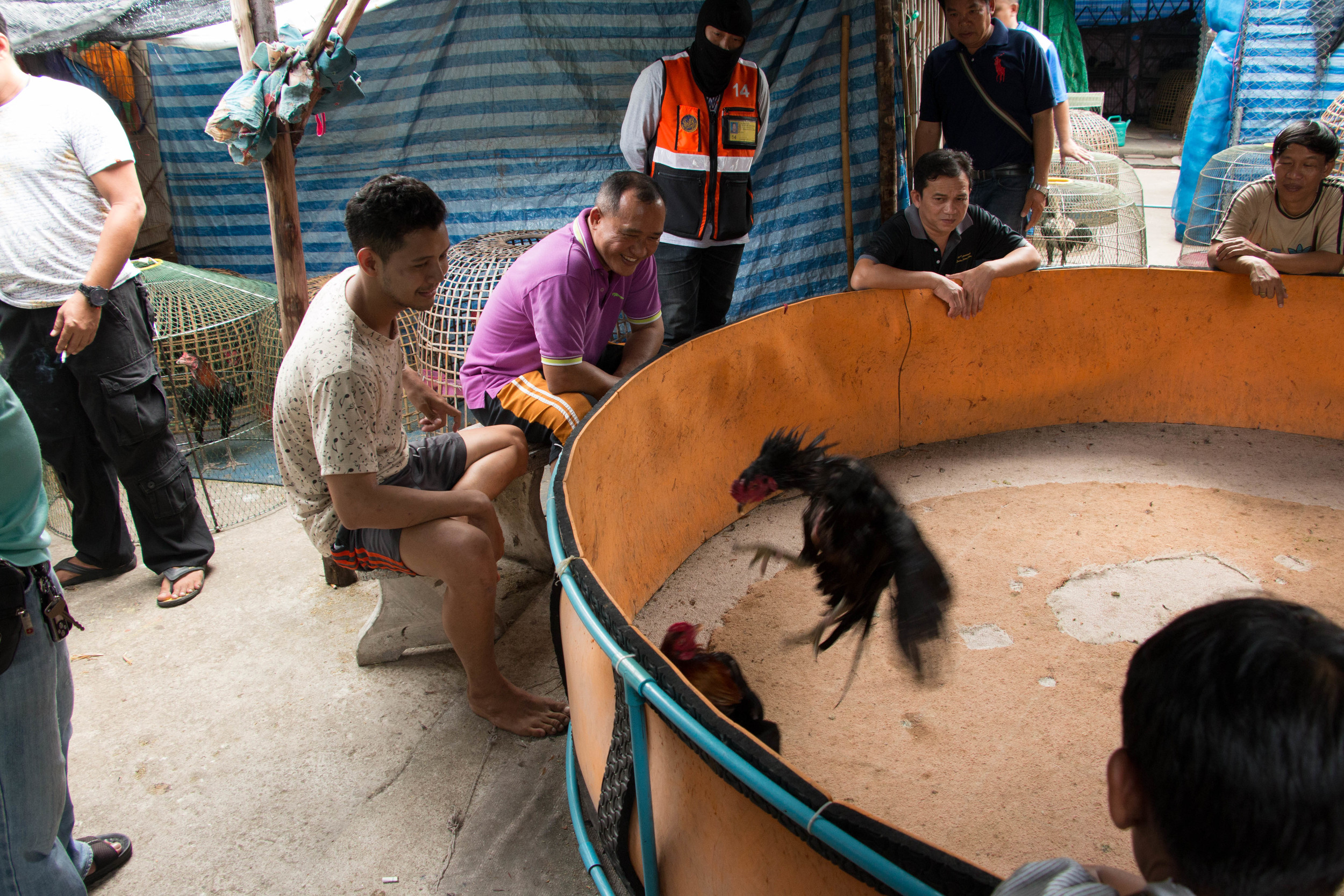 Cockfighting in Chatuchak Weekend Market, Bangkok