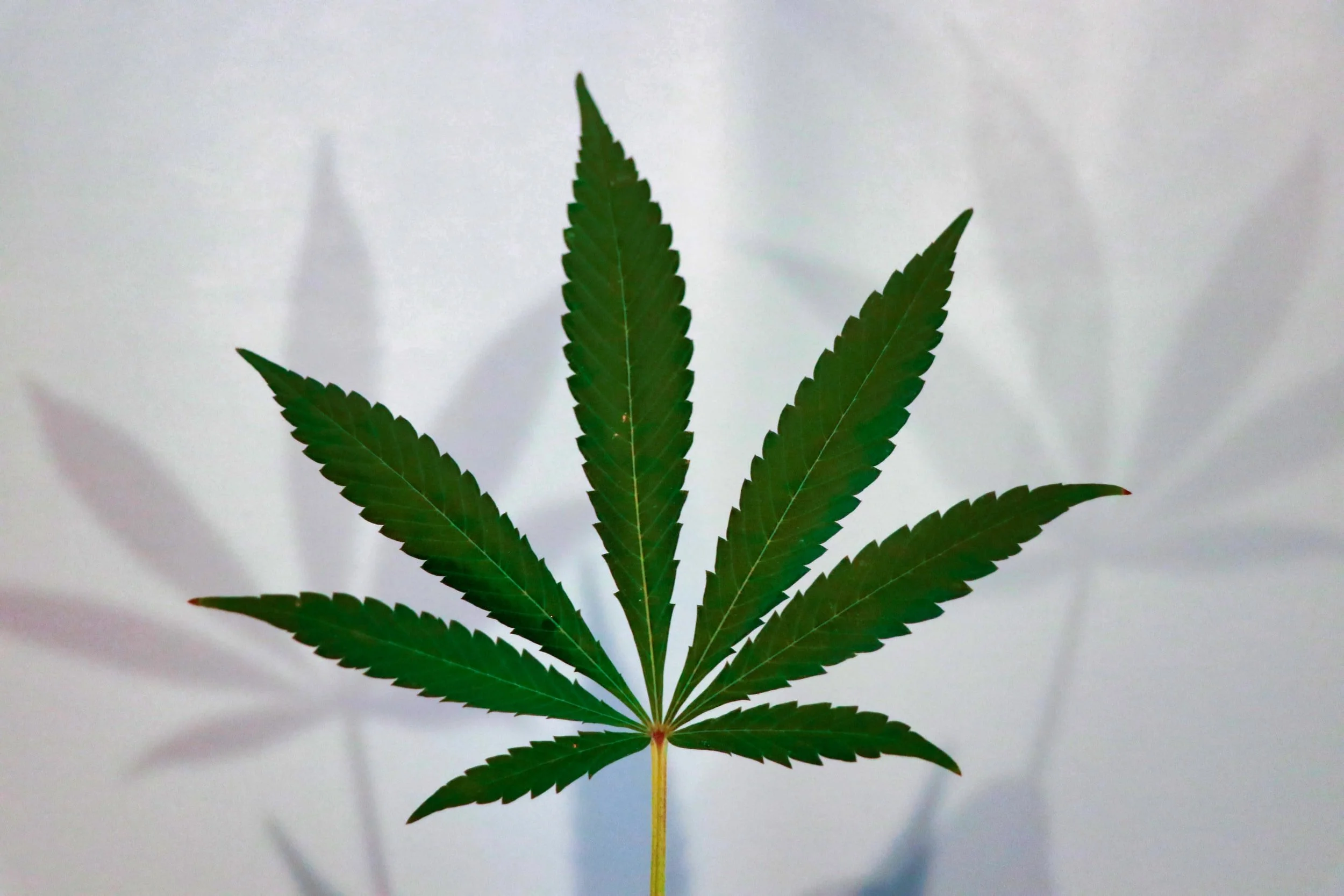 Liberty Cannabis takes over Tom's Bar & Grill