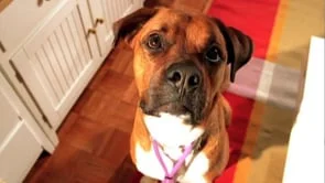 Science Diet "Talking Animals"