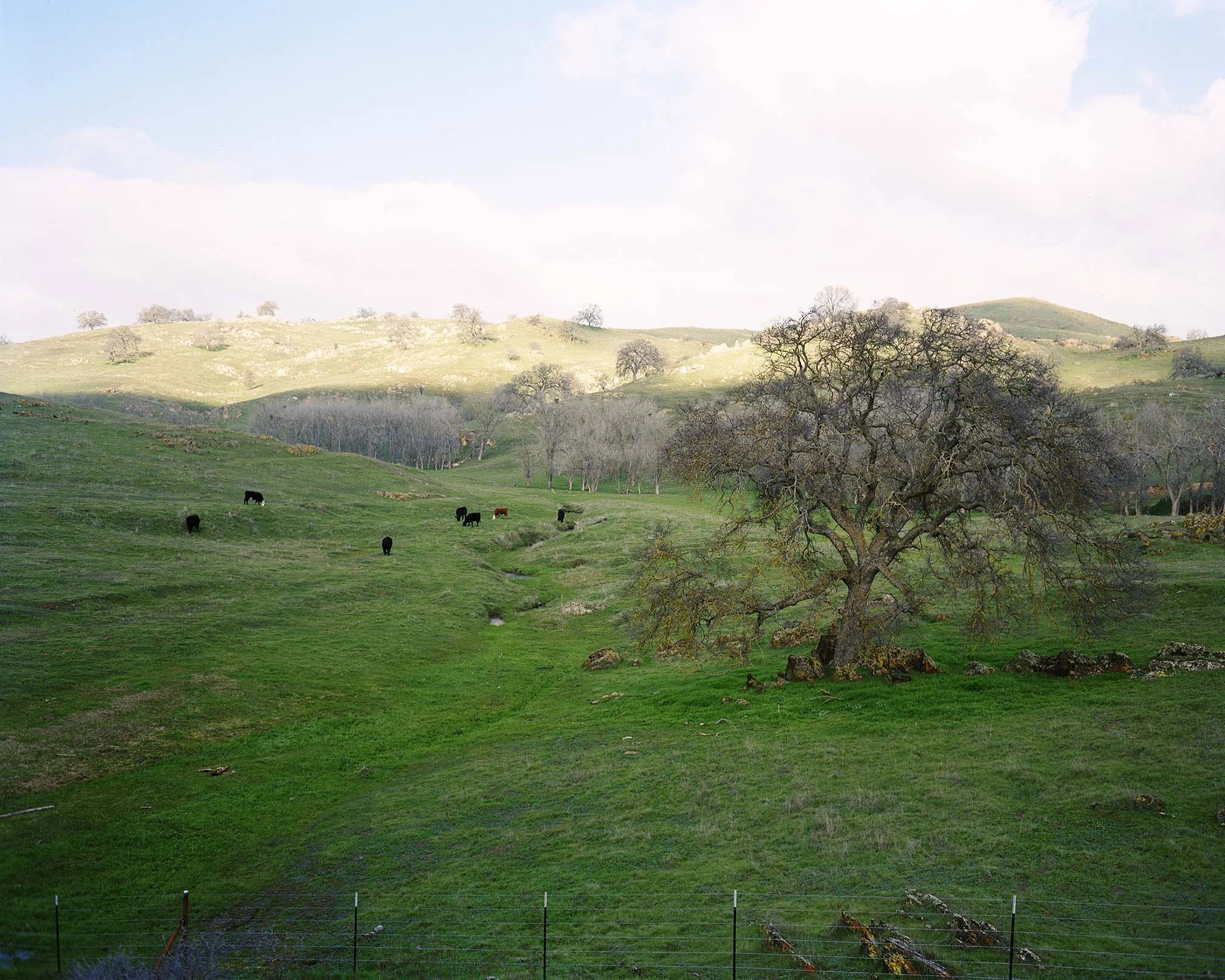 cowsatpasture.jpg