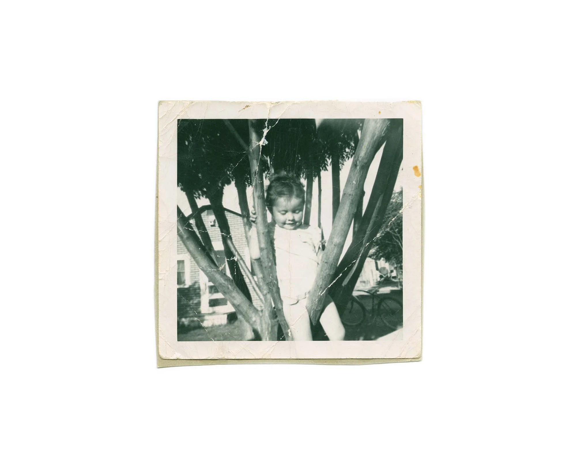 mom in tree.jpg