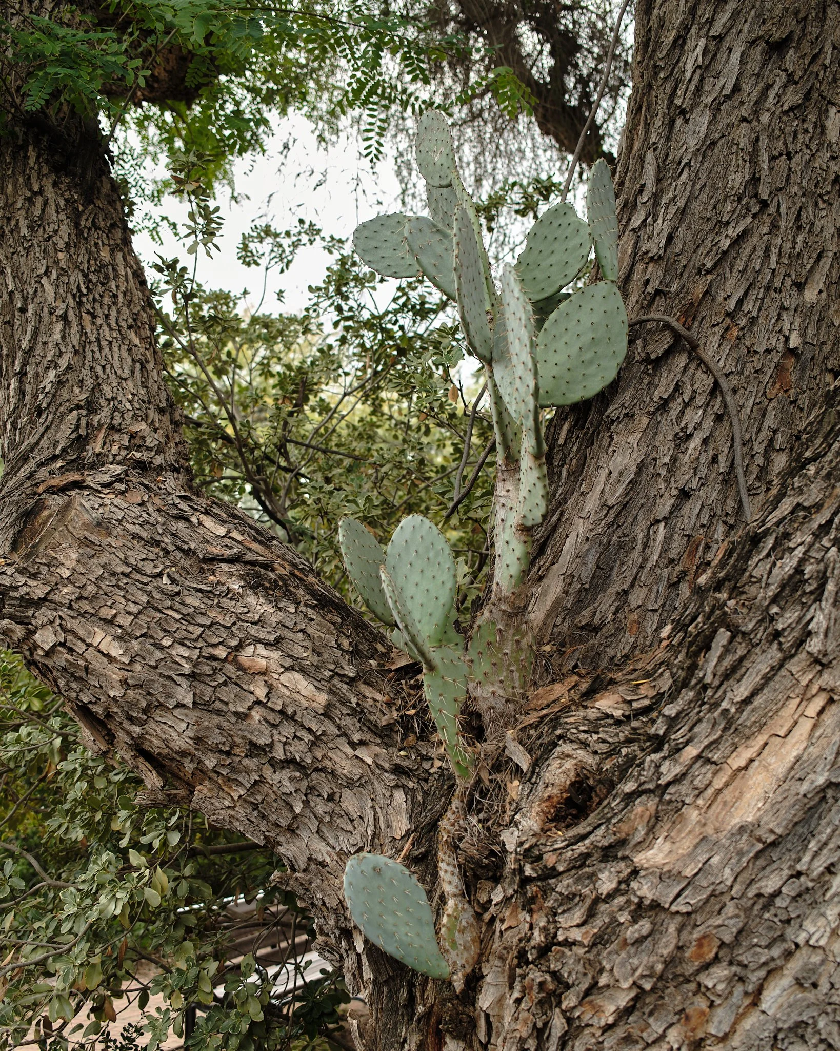 DSCF1517.jpg