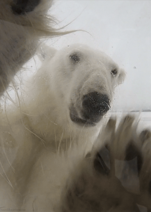 giphy-downsized (7).gif
