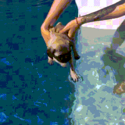giphy-downsized (8).gif