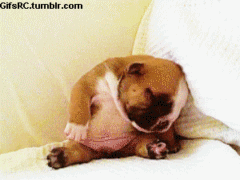 giphy (33).gif
