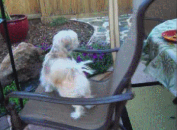 giphy (57).gif