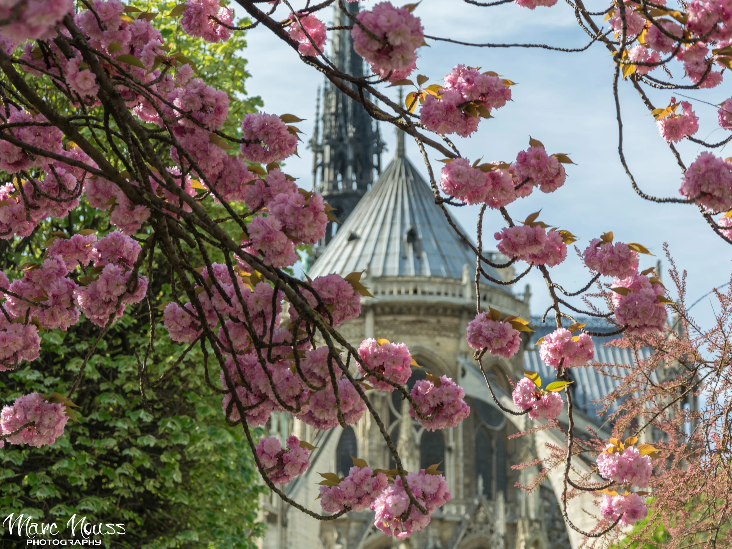 Notre Dame de Paris - Cherry Blossom