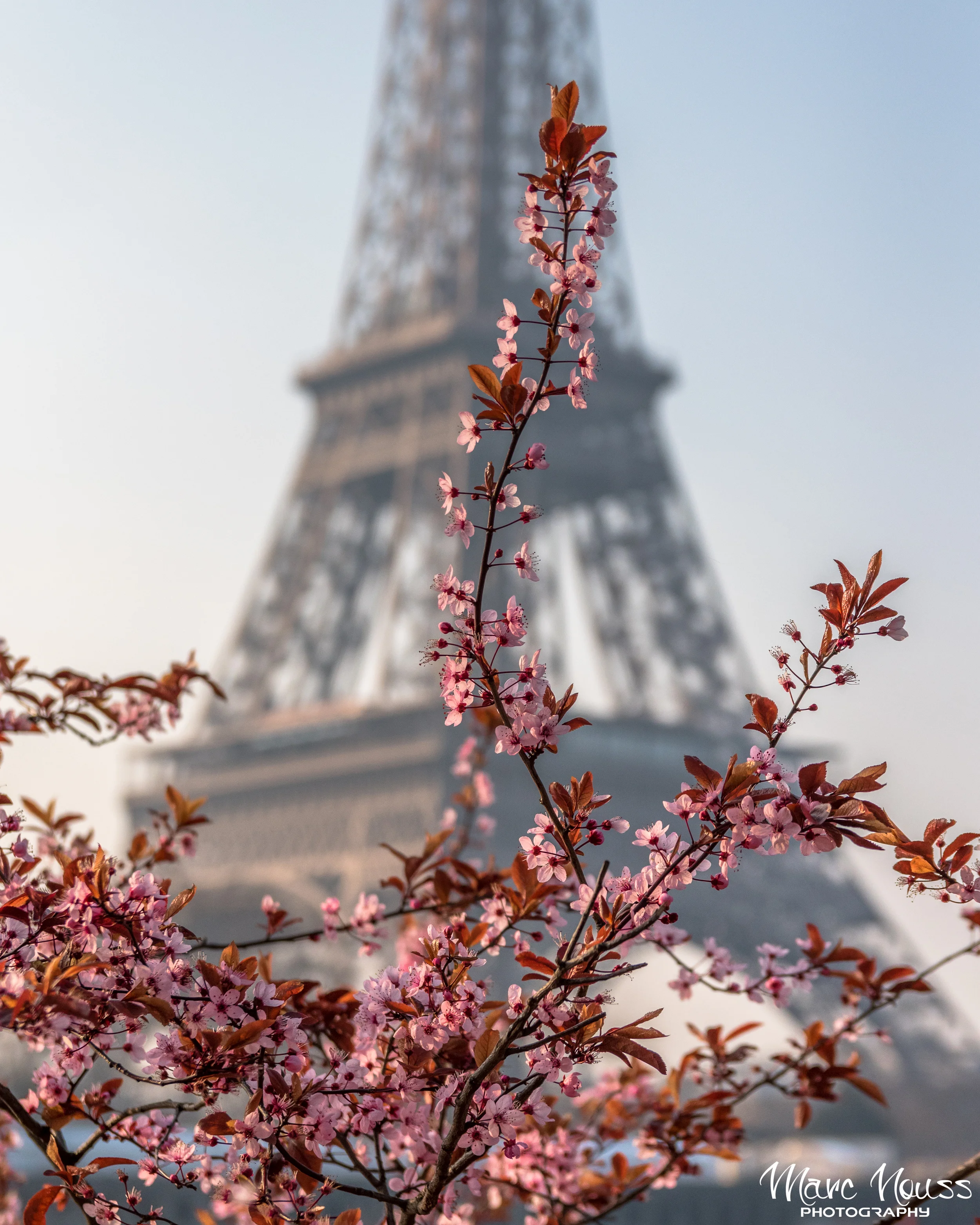 Parisian Spring!