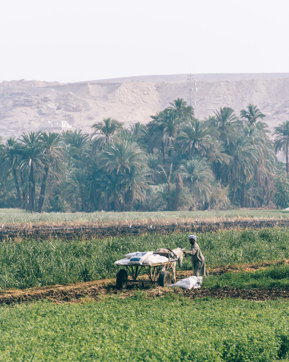 Egypt with EgyptAir - Marc Nouss Photography-78.jpg