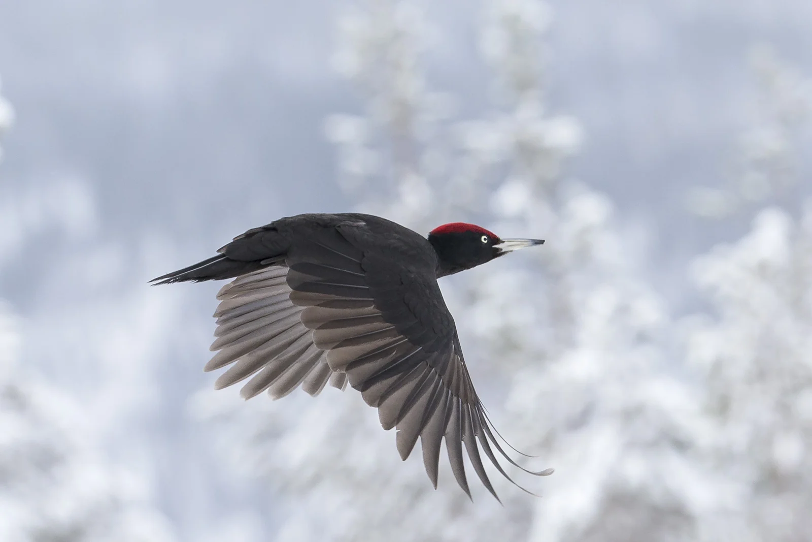 Picus Martius or black woodpecker Image source: http://finnature.com/birds/bird-photography/woodpeckers/black-woodpecker/