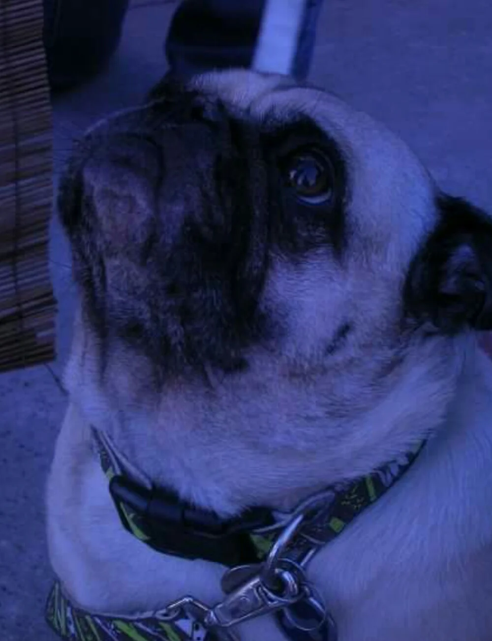 Wilbur. His butt looked like cinnamon rolls :)
