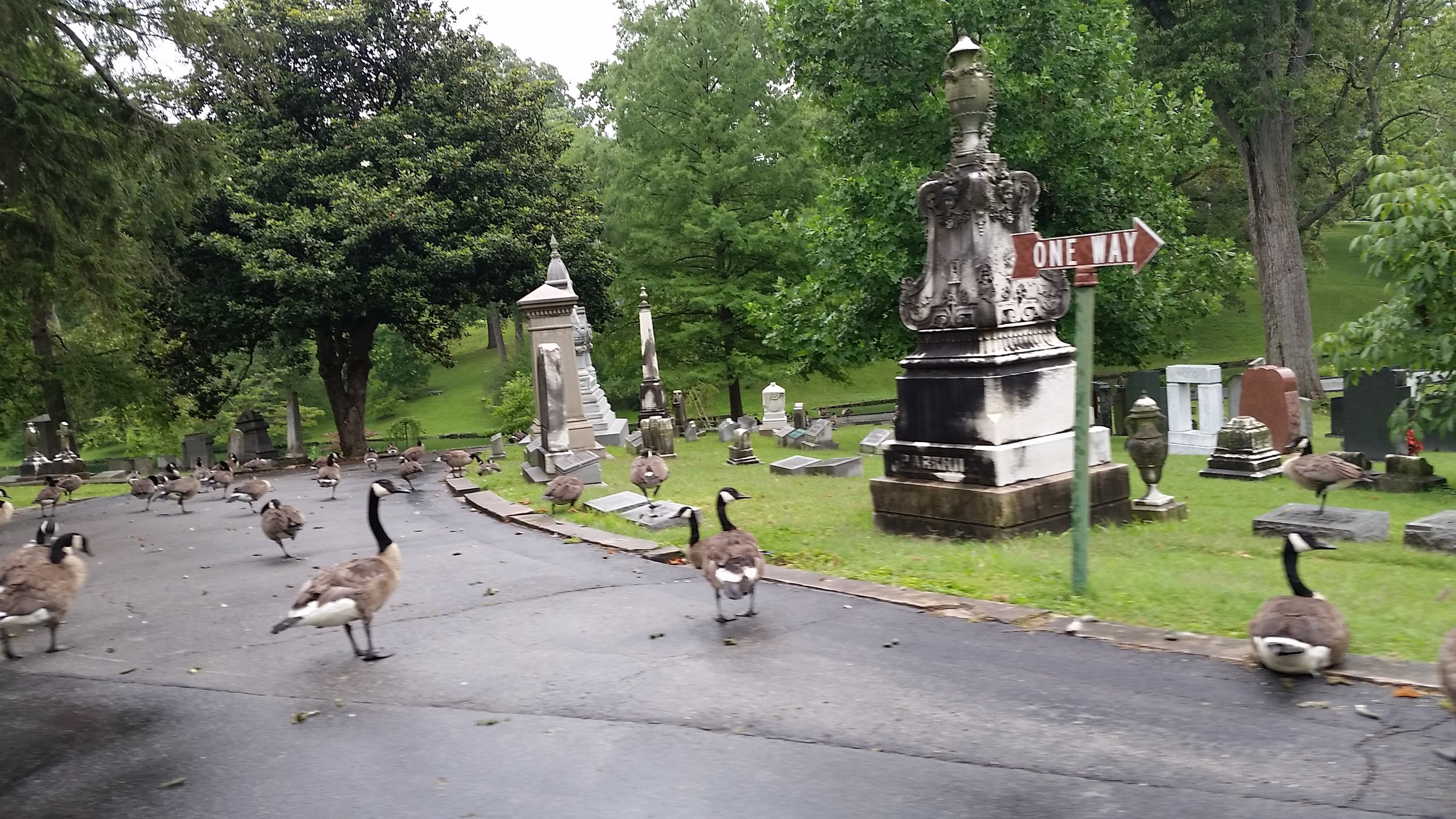 Lots of geese and beautiful old trees