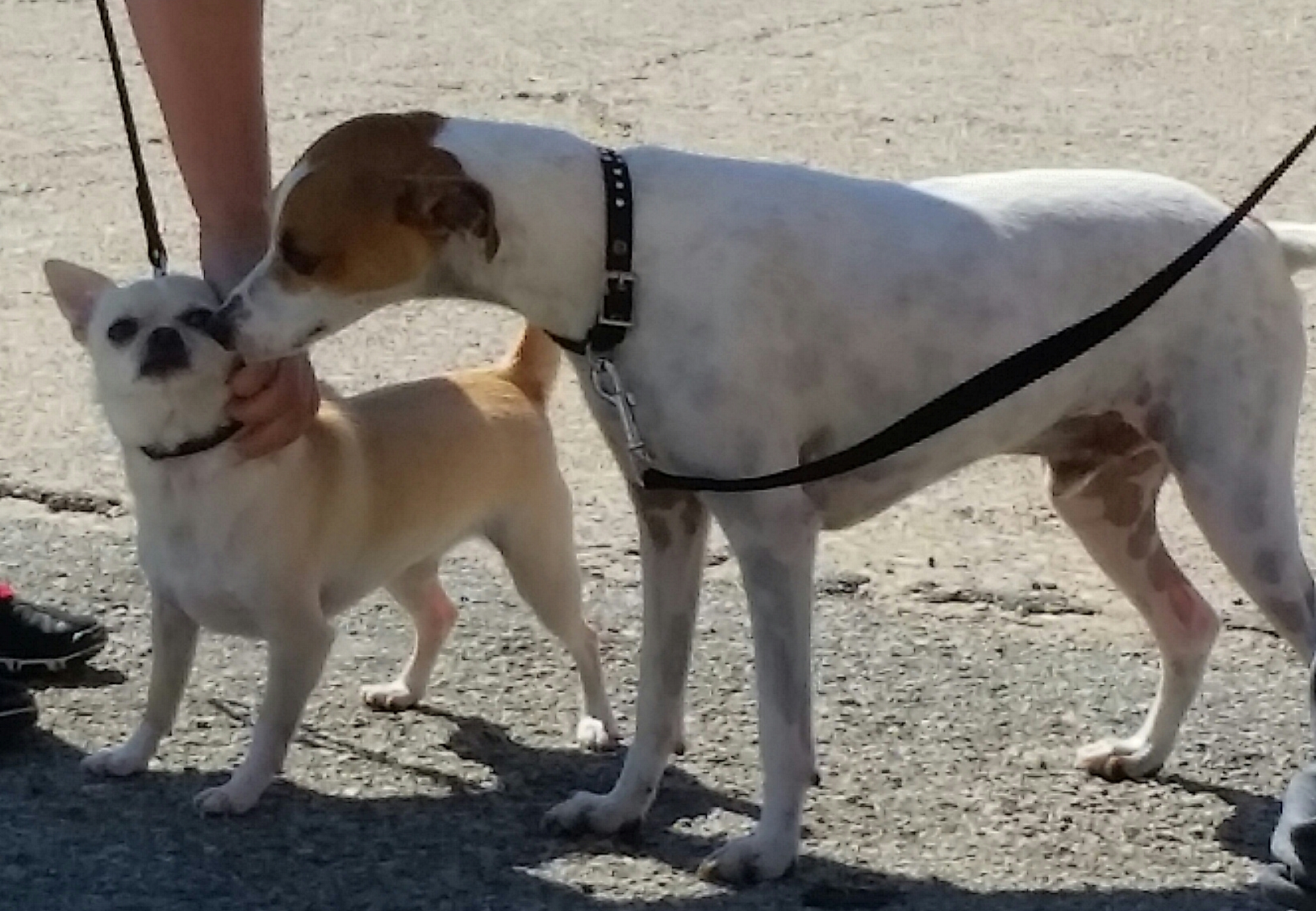 Dino (the bigger one) made a slightly reluctant friend