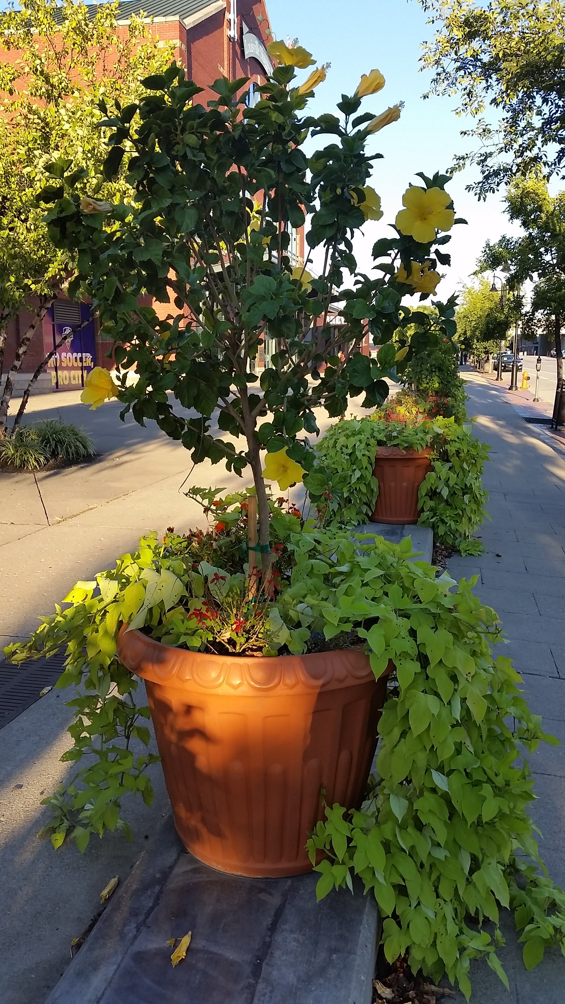  I love places that put in the extra effort to make the streets beautiful.