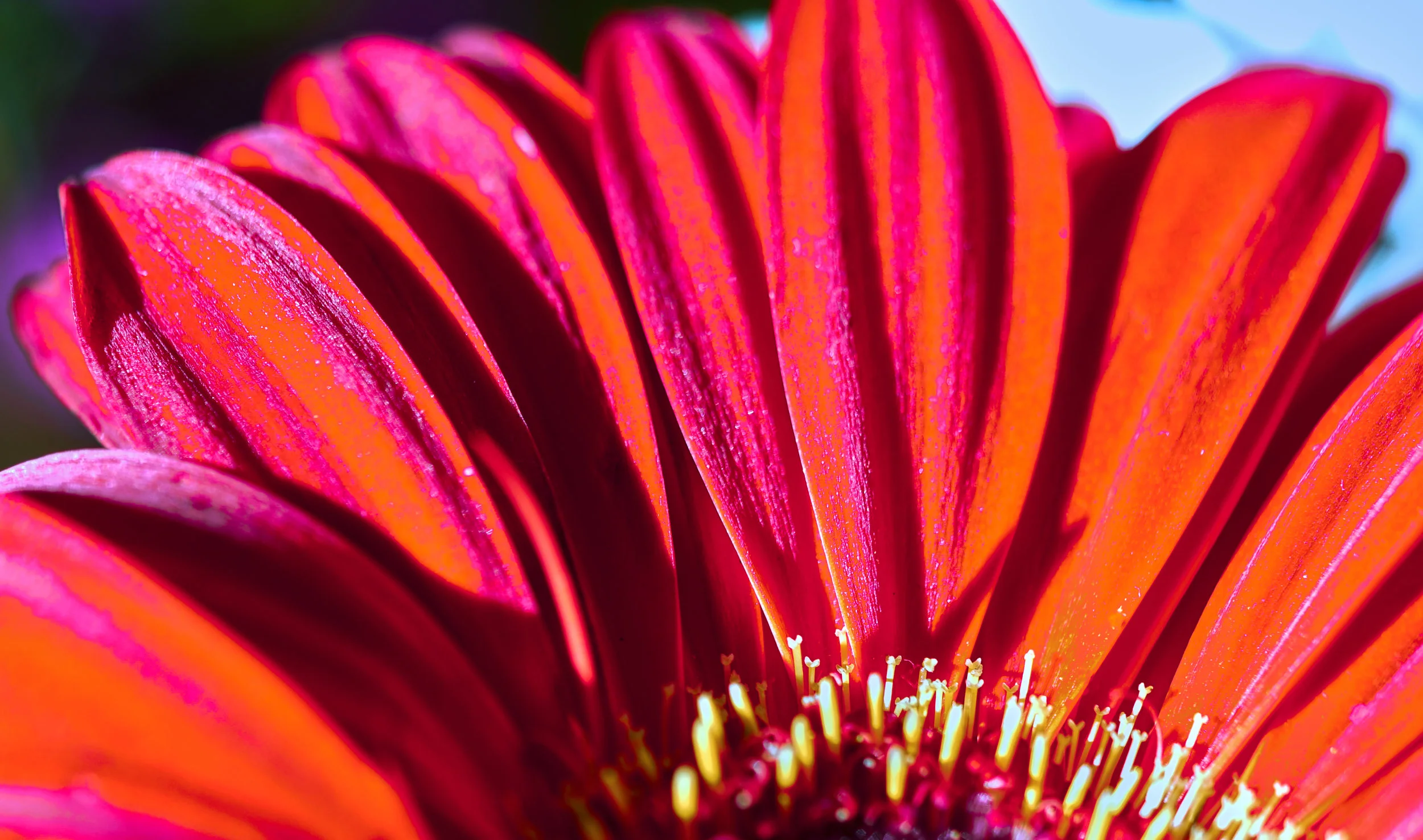 fuchsia glitter 