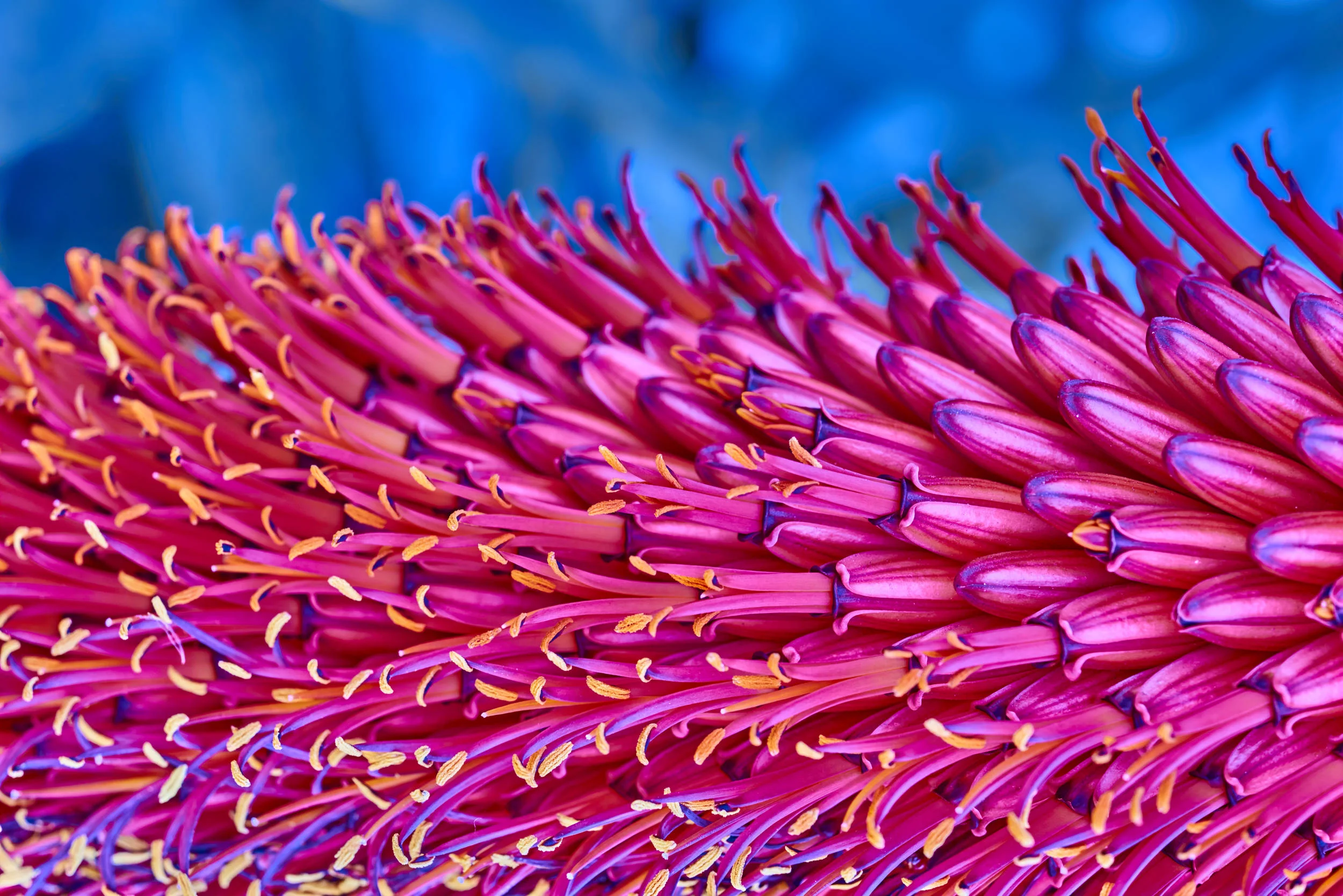 flowering movement