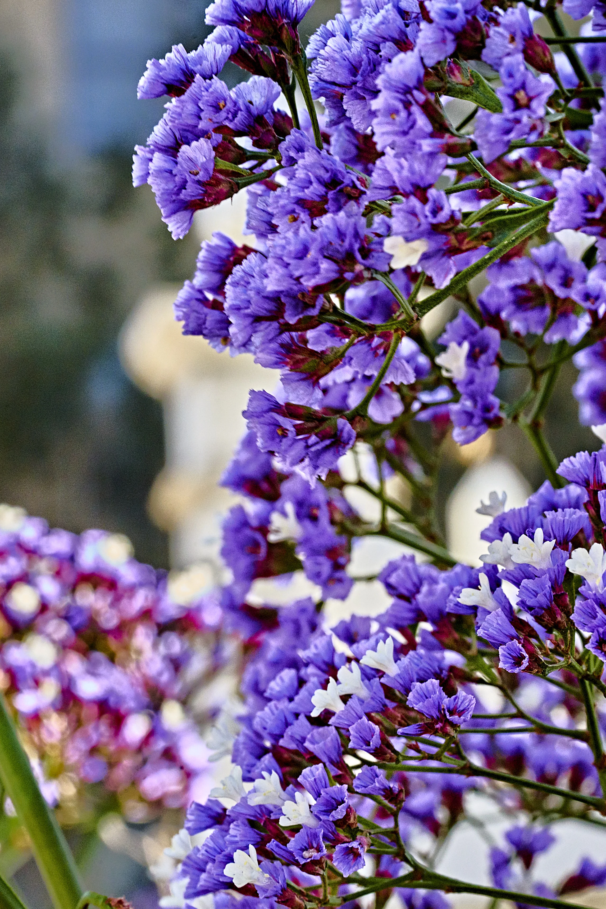 purple, picket fence