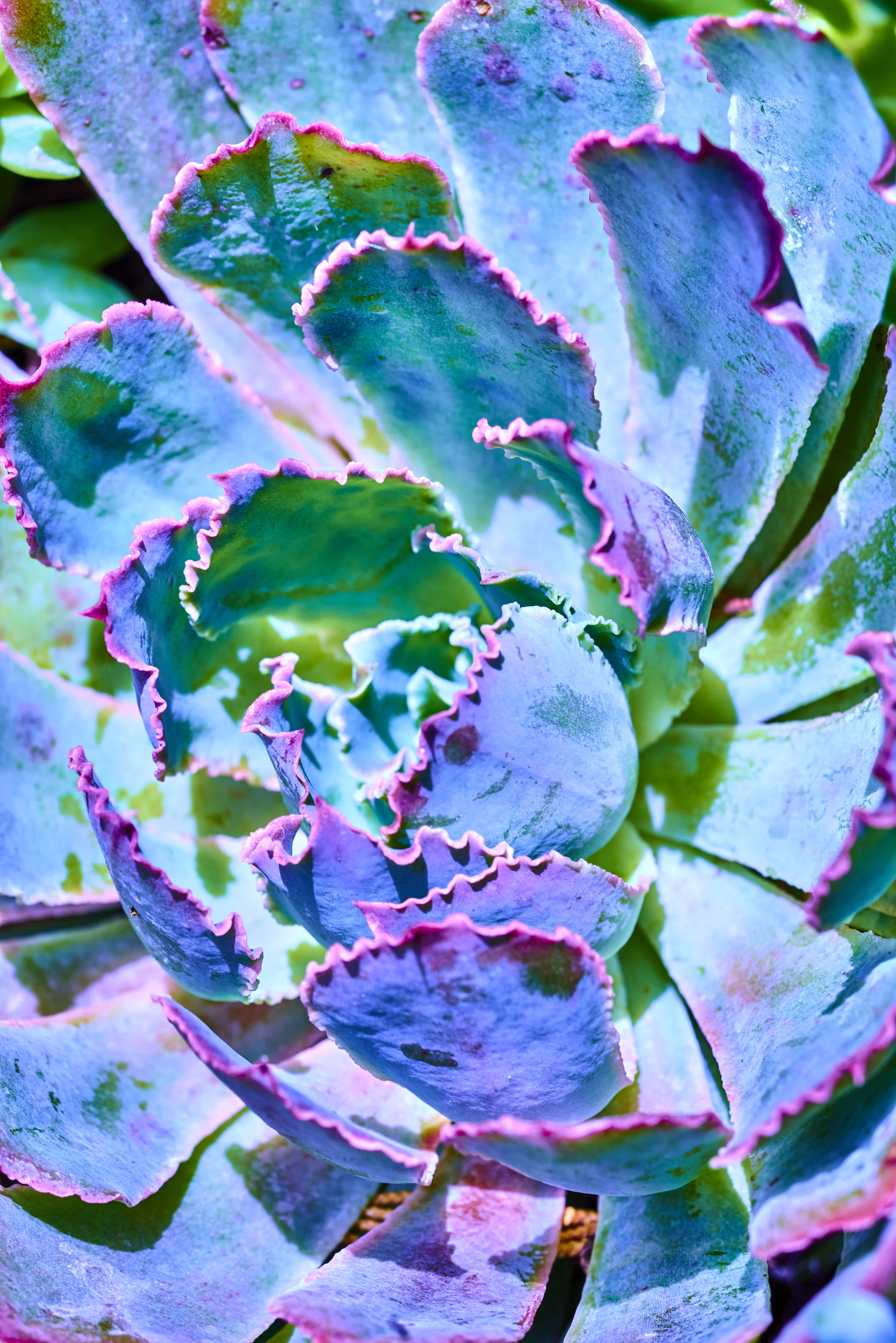purple ruffles