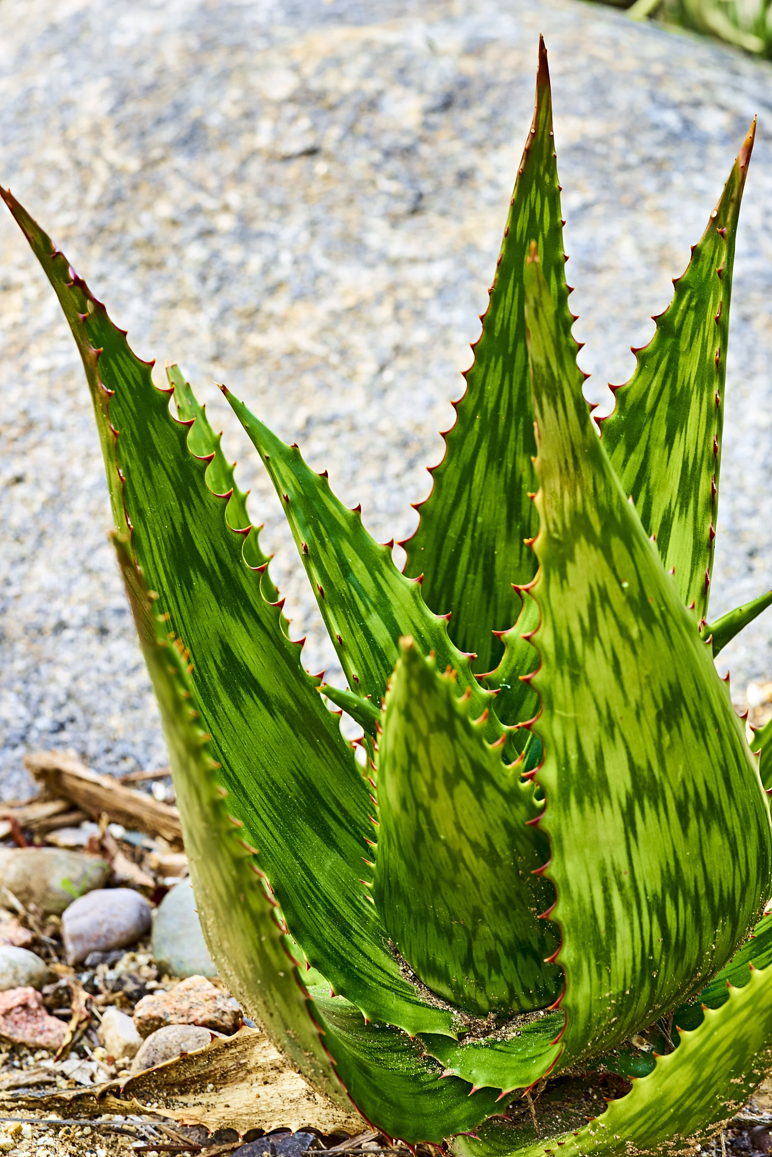 winter aloe