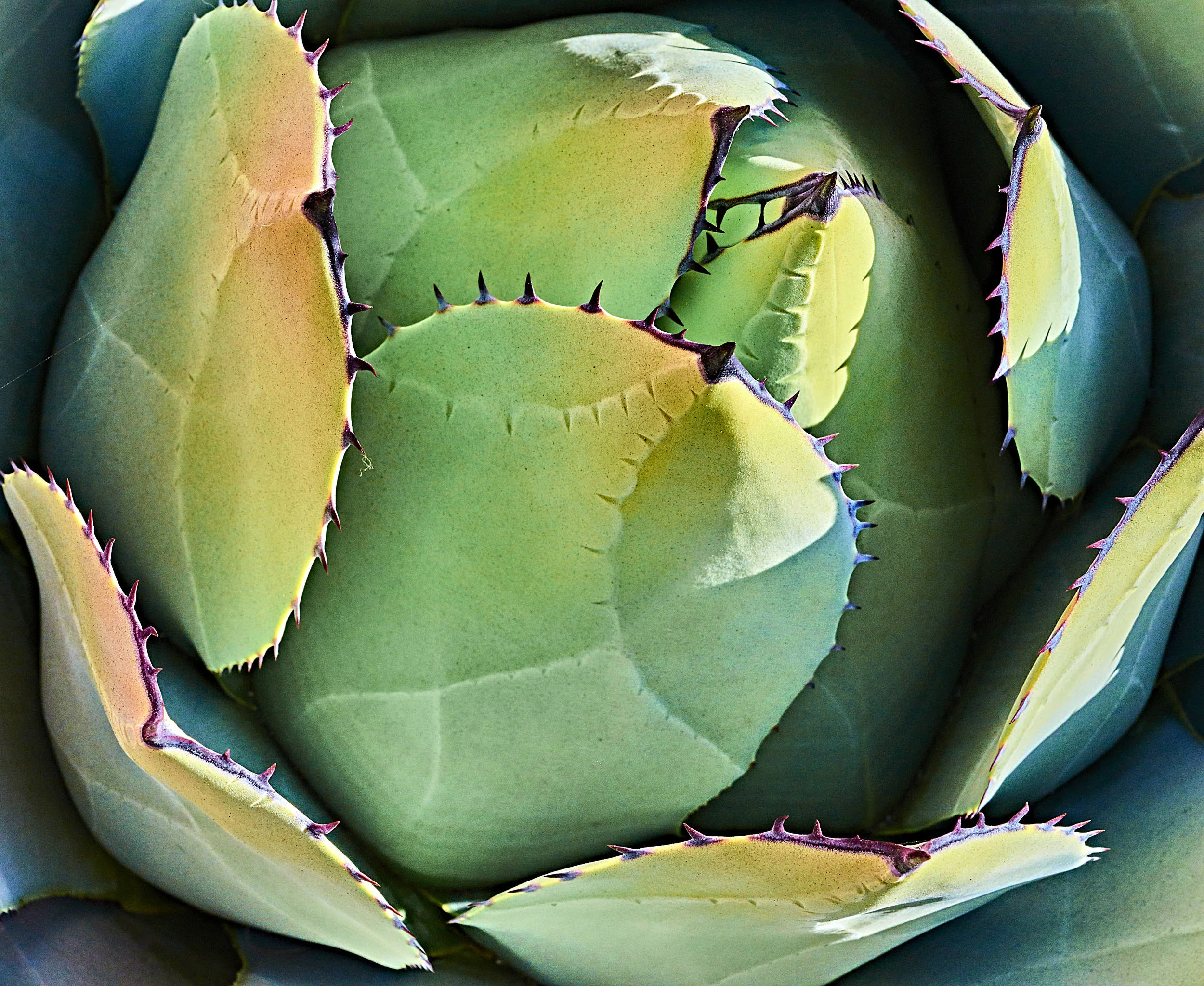 green impression