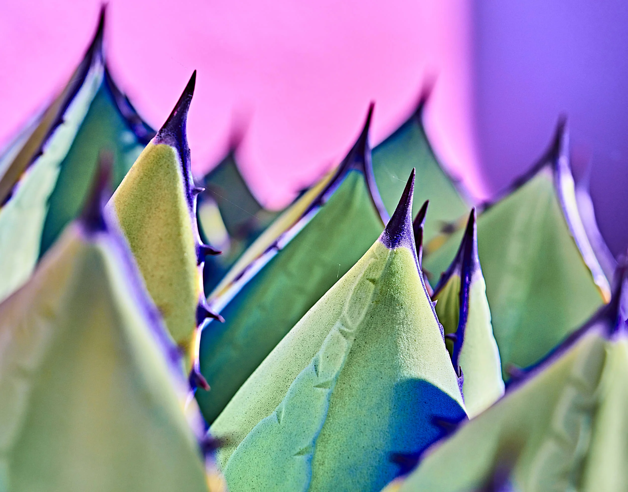 spike me purple