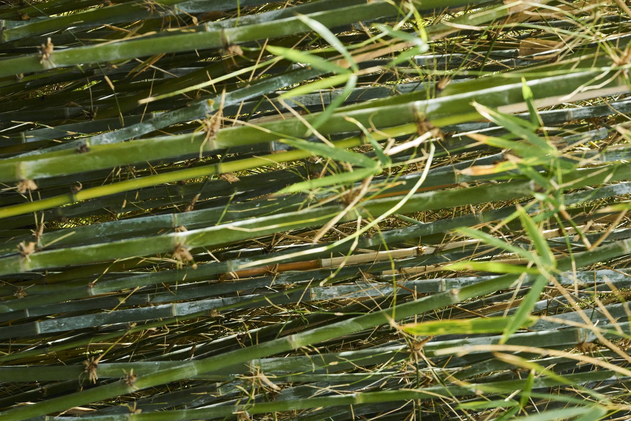 tall bamboo 2nd tier