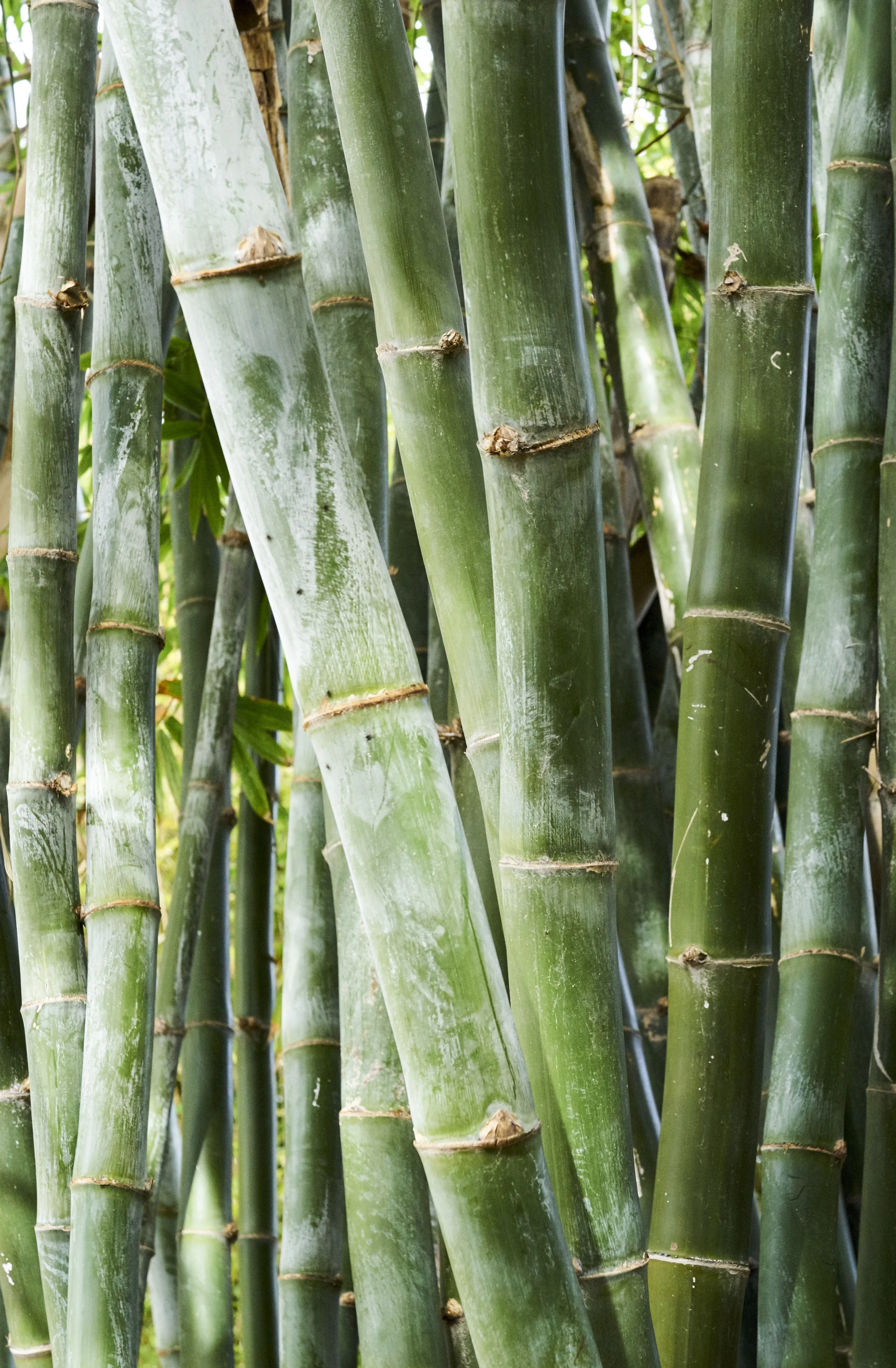 wide bamboo stand middle