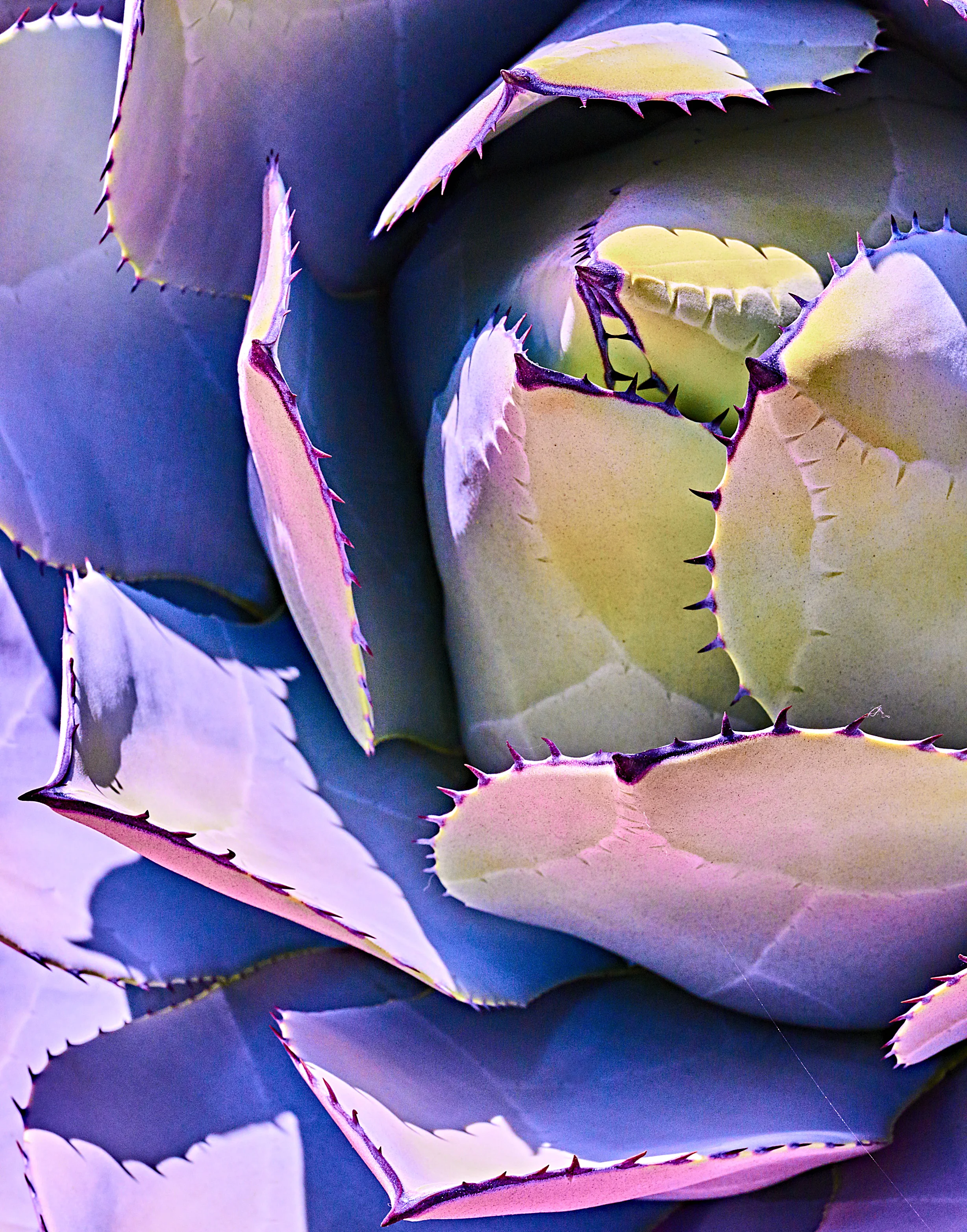 purple impression