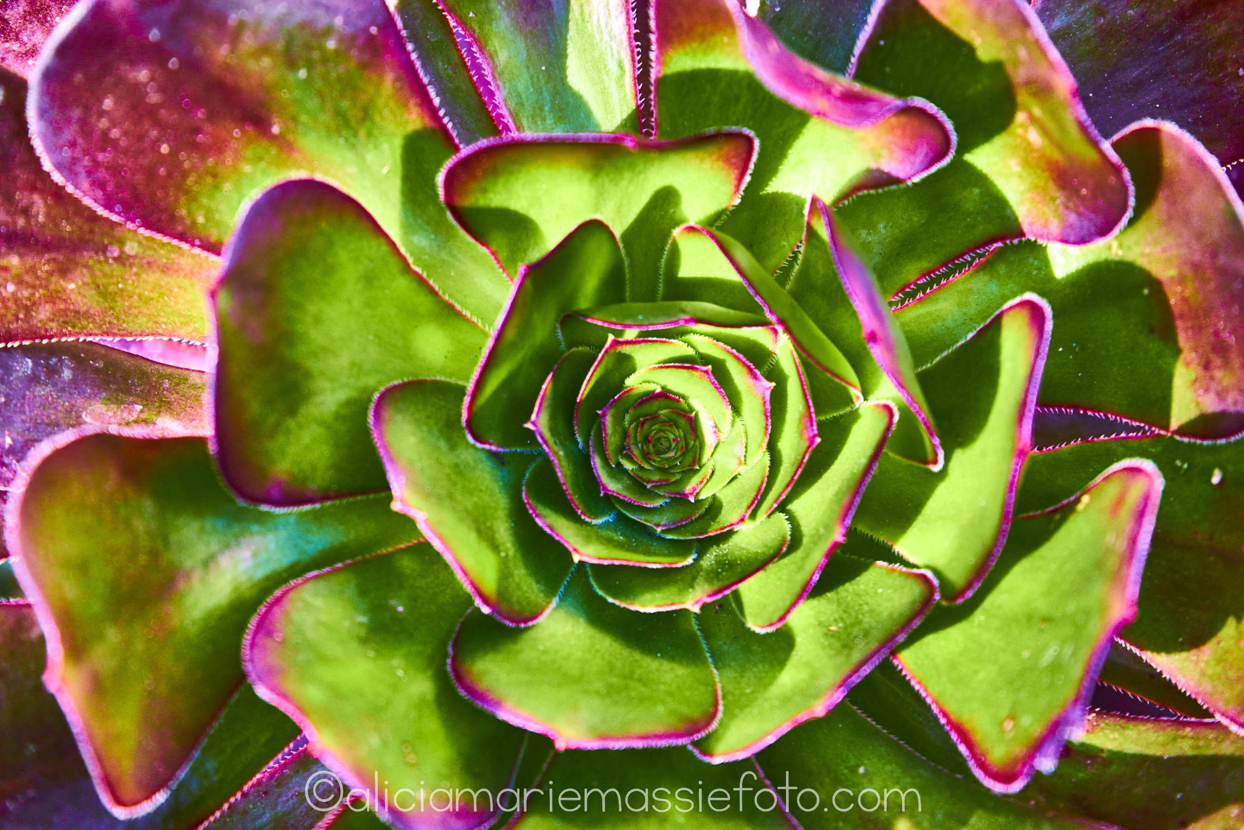  original photography by alicia marie massie, san diego california 