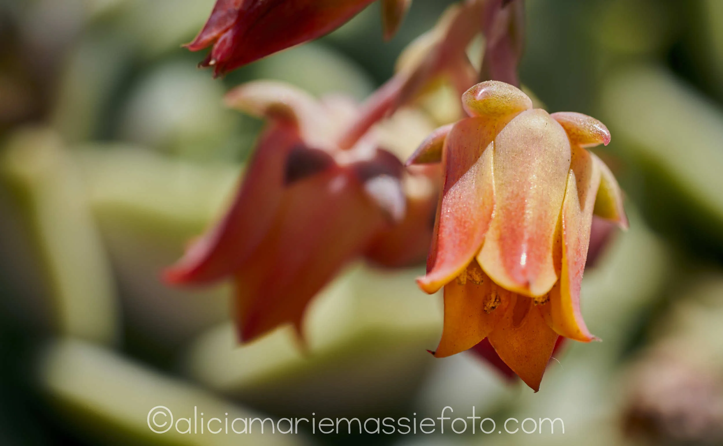  photography by alicia marie massie, san diego ca 