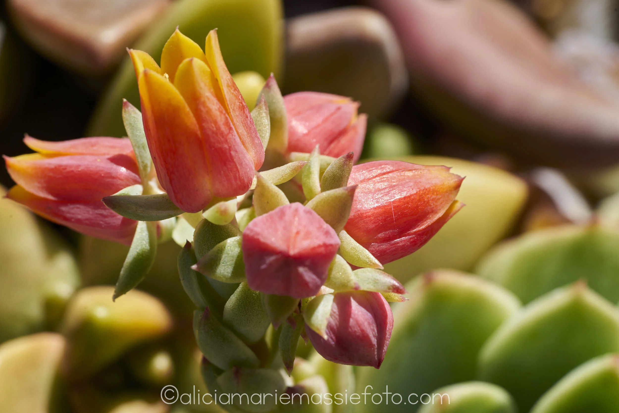 flower focus