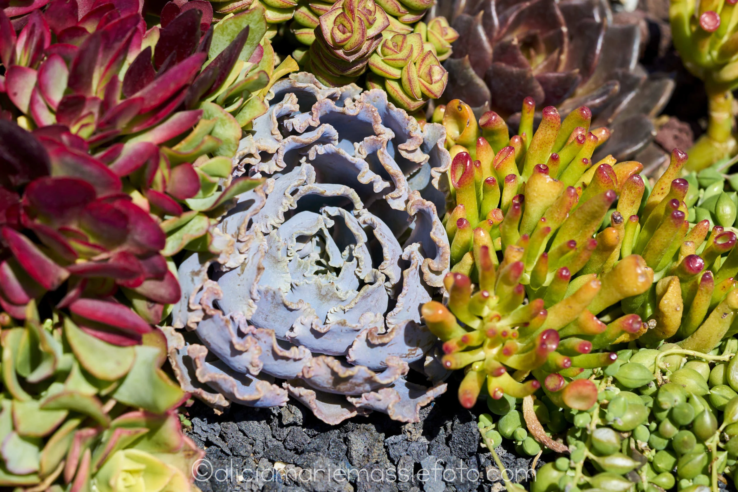  photography by alicia marie massie, san diego ca 