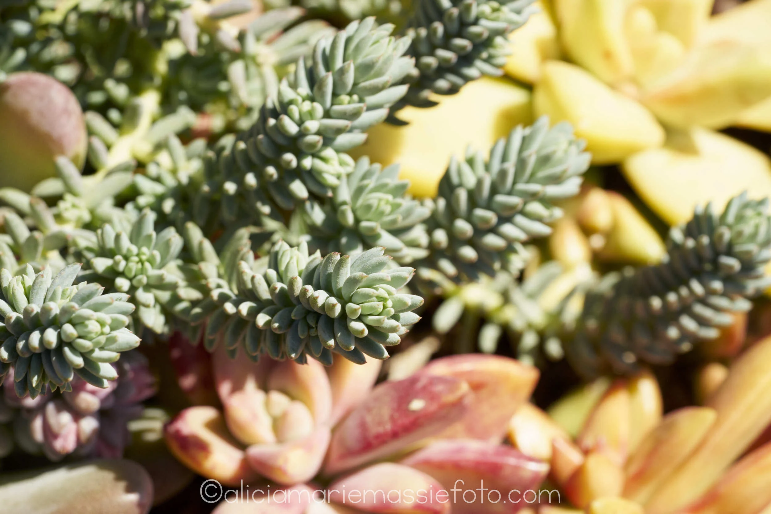  photography by alicia marie massie, san diego ca 