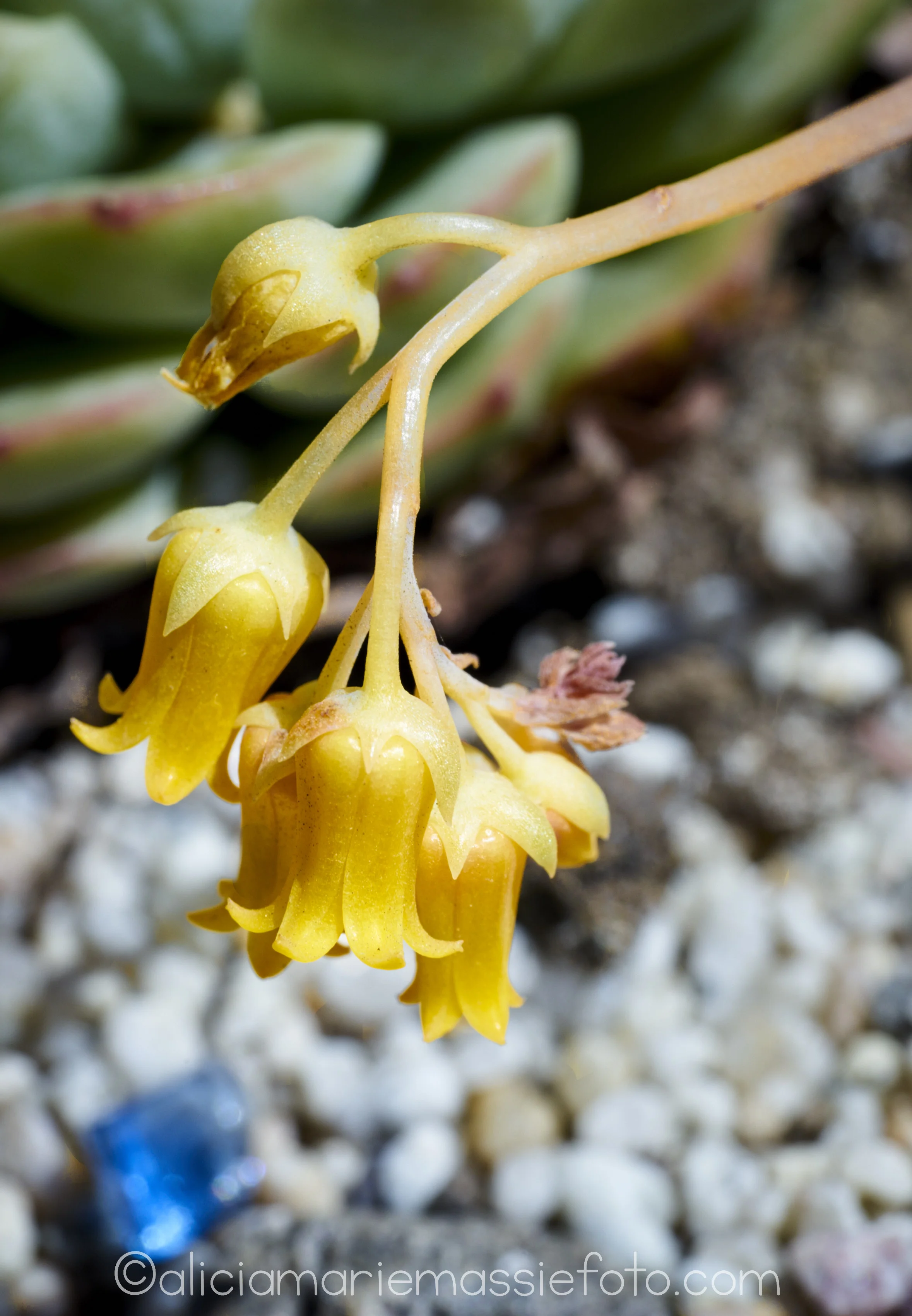  photography by alicia marie massie, san diego ca 