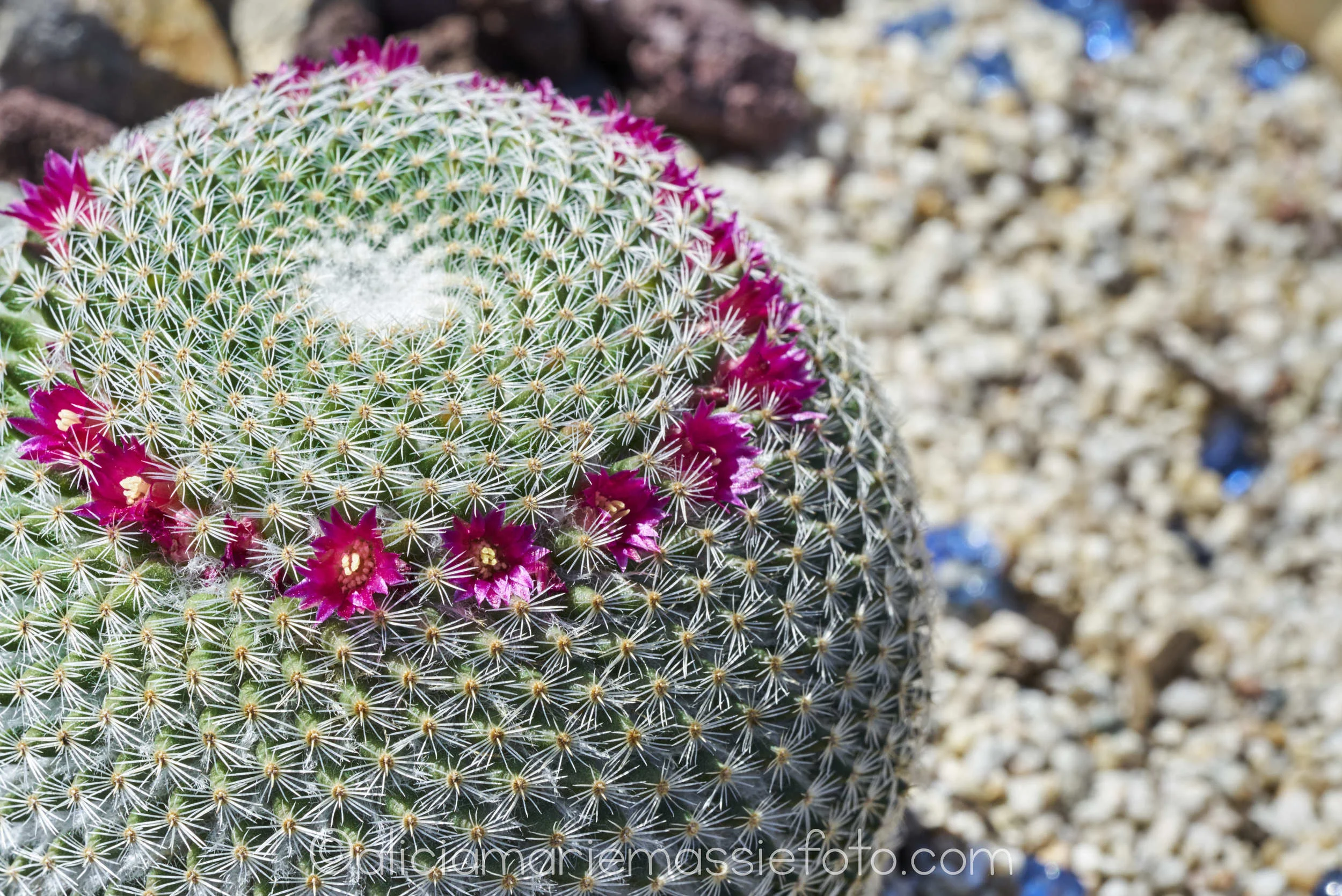  photography by alicia marie massie, san diego ca 