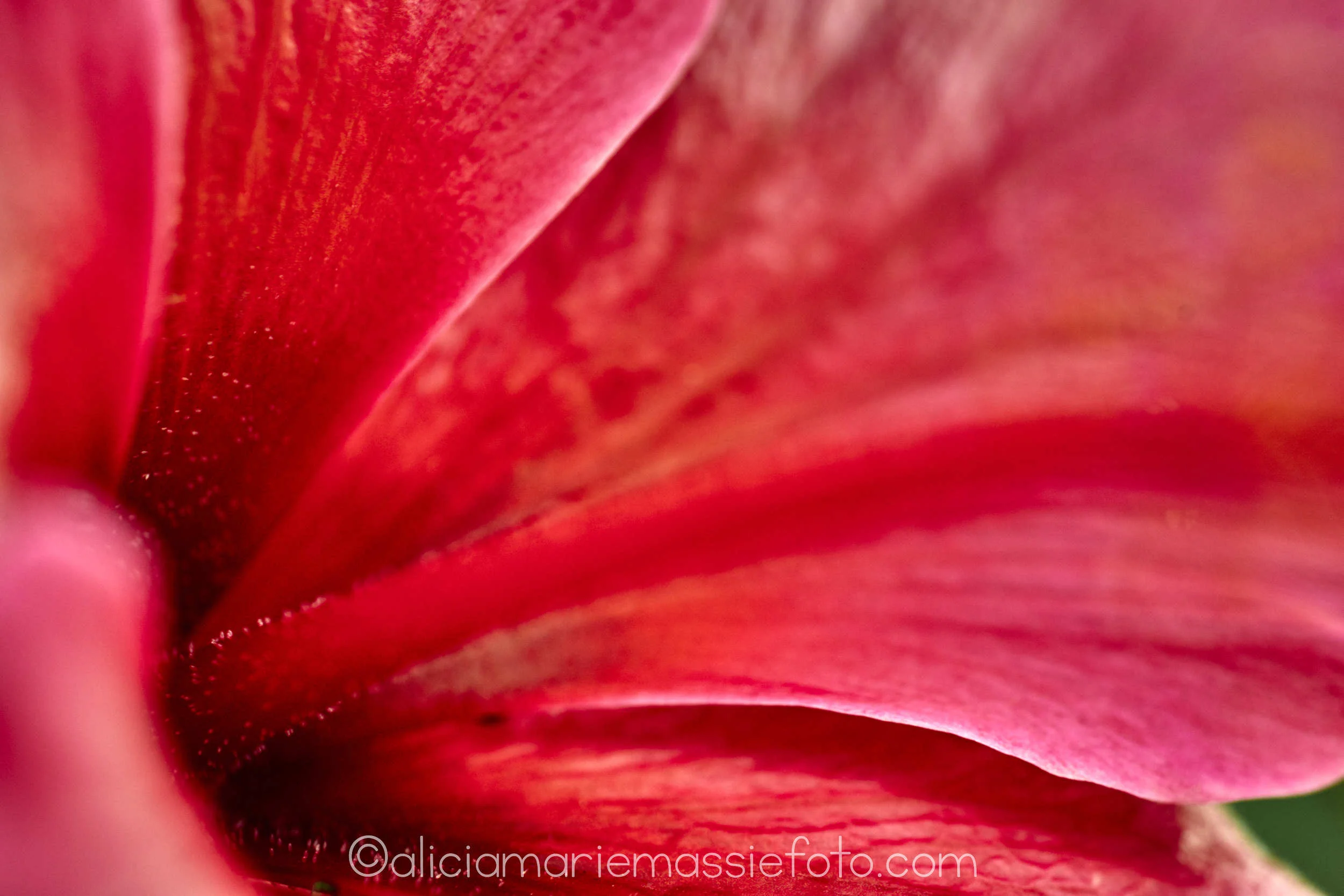  original photography by alicia marie massie, san diego california 